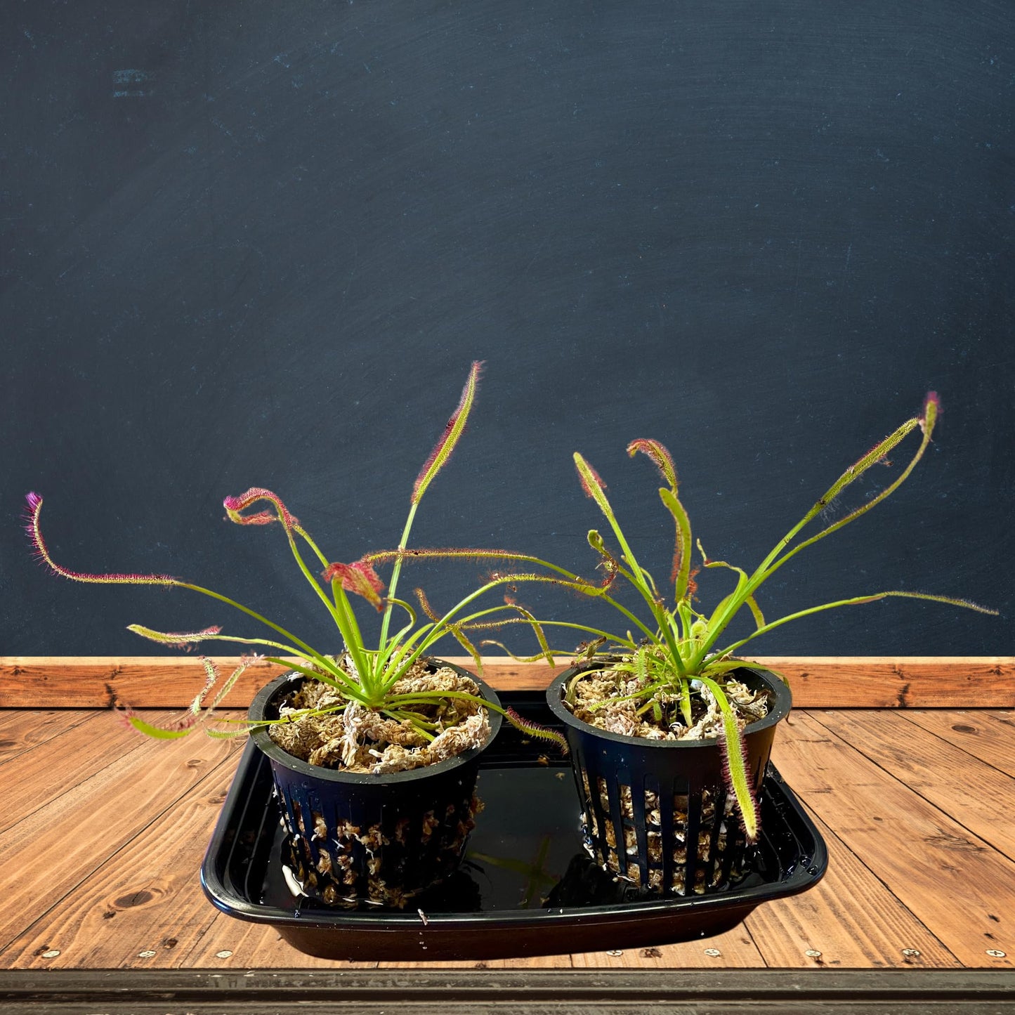 Set of 2 Cape Sundews | Drosera Capensis Live Carnivorous Plants | Includes 2 Plants, 2 Pots, Long Fiber Sphagnum Moss, and Water Tray | Live Sundews