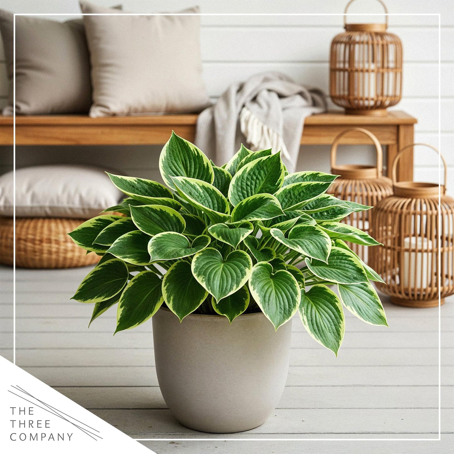 Live Perennial Hosta - Golden Tiara (3 Plants Per Pack) Beautiful Accent Plant, 10" Tall by 4" Wide in 1 Qt Pot