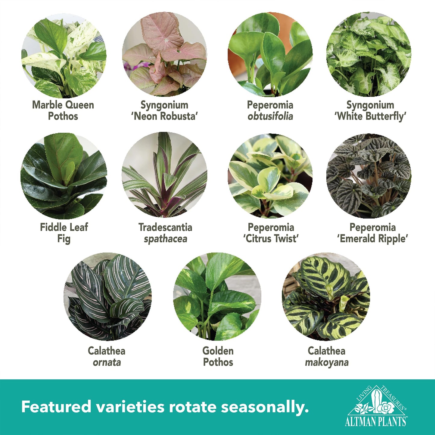 Altman Plants Deluxe Houseplants (3 Pack), Assorted Popular Live Indoor Plant Varieties, Easy Plant Care, 4.25 in Pots