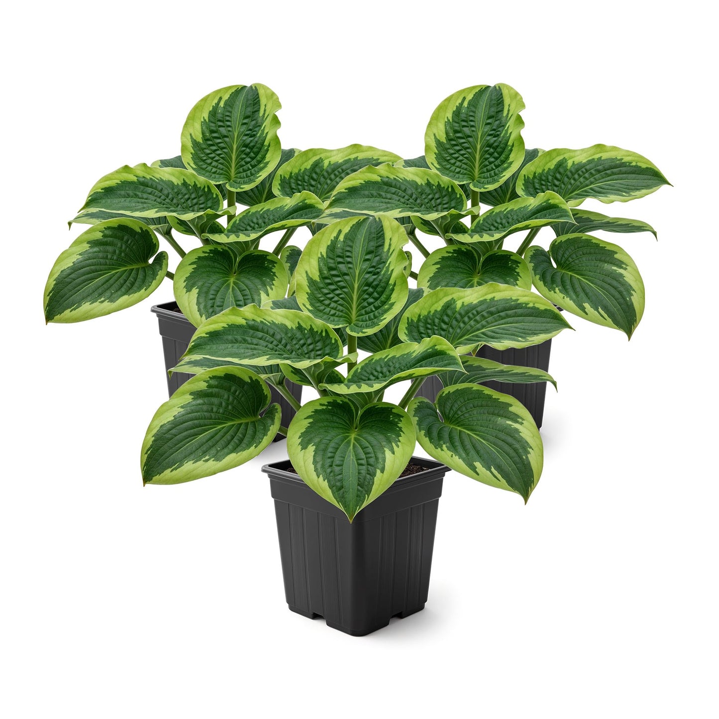 Live Perennial Hosta - Francis Williams (3 Plants Per Pack) Beautiful Accent Plant, 10" Tall by 4" Wide in 1 Qt Pot