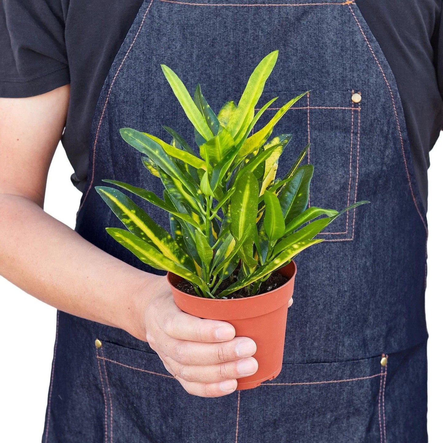 Croton 'Sunny Star' | Live Plant for Indoor & Outdoor | for Living Room, Office, Bathroom | (4" Pot)