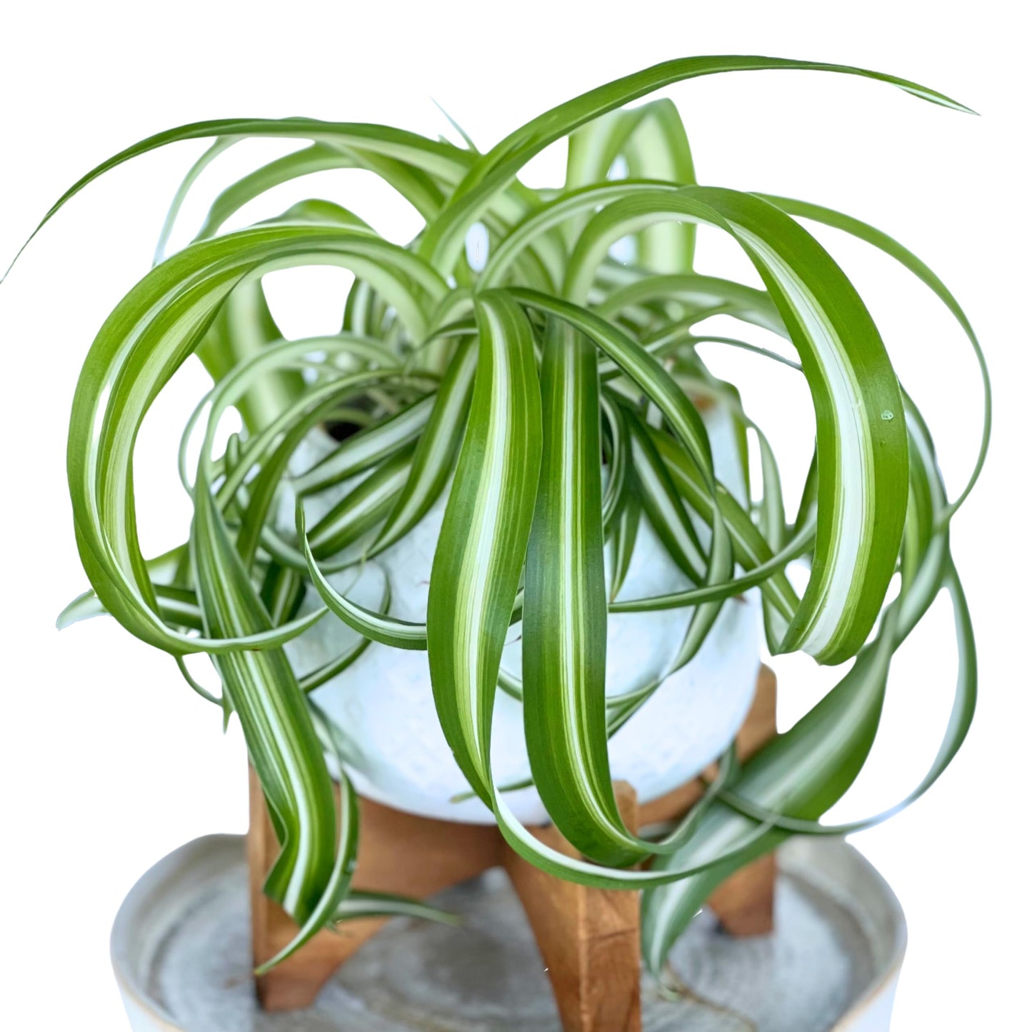 Dr. Lu’s Organic Bonnie Curly Spider Plant | Air Purifying House Plants | Rooted Spider Plant | Easy Grow Indoor Plants | Live Plants in 4'' Nursery Pot