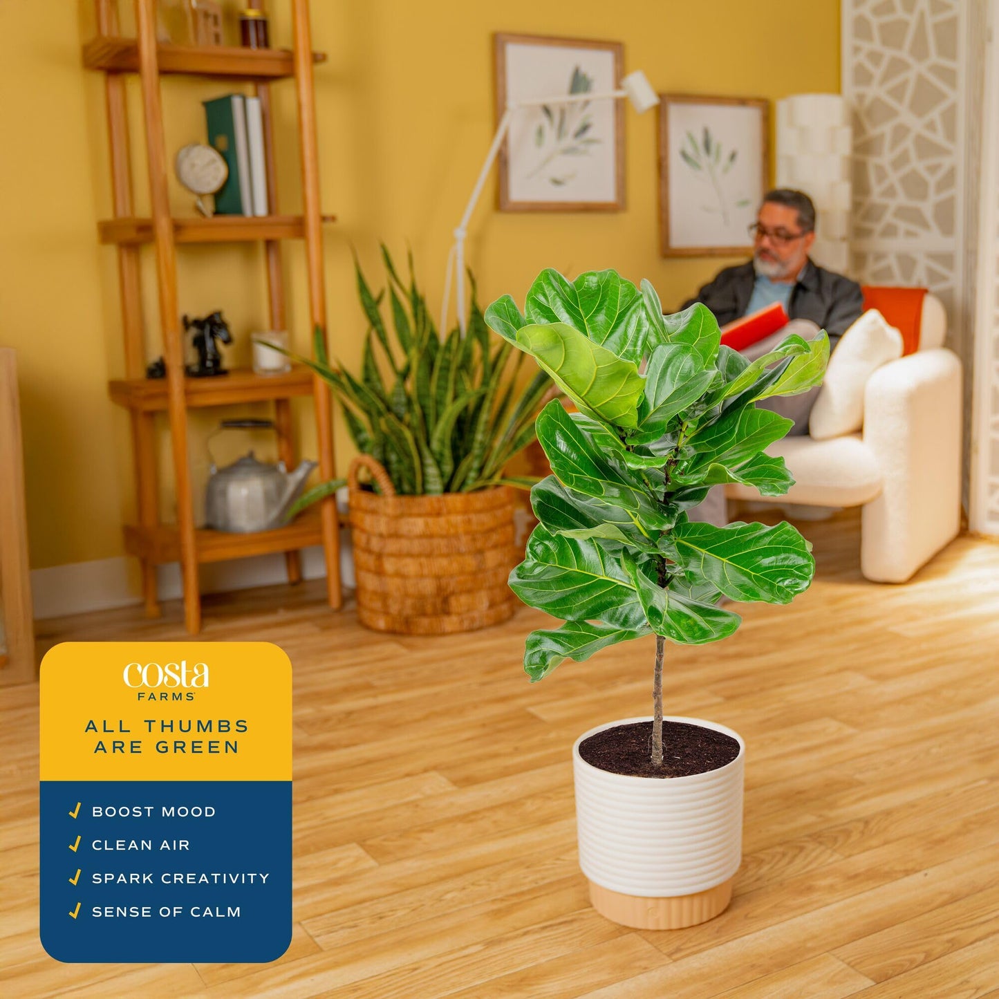 Costa Farms Fiddle Leaf Fig Tree, Live Ficus Lyrata 3–4 Ft, Air Purifying Large Easy to Maintain Indoor Floor Plant, Living Room, Bedroom or Office Décor Gift