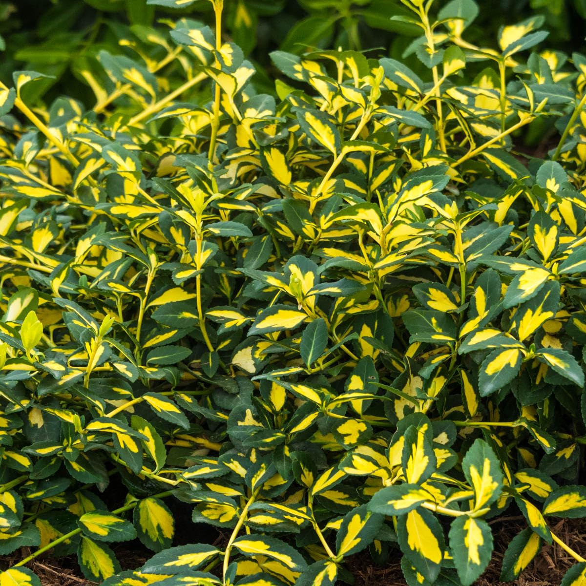 GARDENS ALIVE! - Moonshadow Euonymus Dormant Bare Root Broadleaf Evergreen Groundcover Starter Shrub, One Plant per Offer - Due to restrictions Can't Ship to Maryland or Indiana