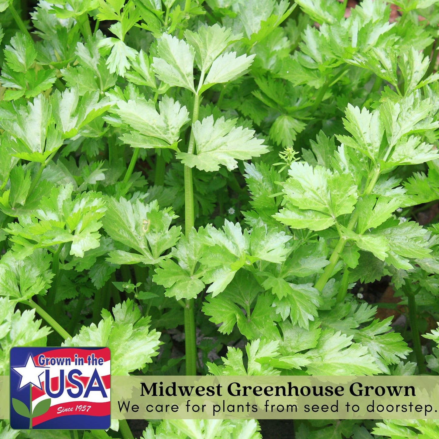 Clovers Garden Celery Tango Plants - Two (2) Live Plants – Non-GMO - Not Seeds - Each 4" to 8" Tall – in 4" Inch Pots - Heat Tolerant, High Yield, Fast Growing