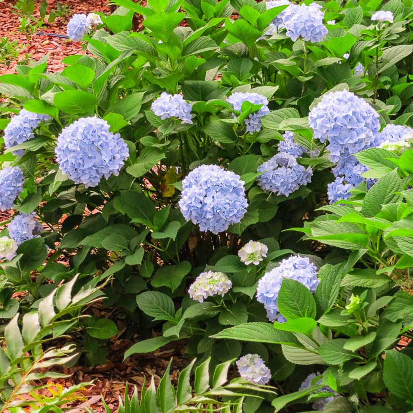 PERFECT PLANTS Penny Mac Hydrangea Live Plant, Includes Care Guide