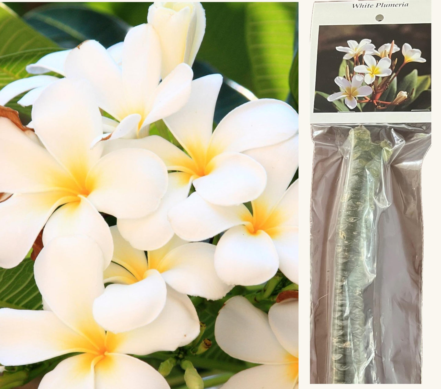 White Plumeria Live Plant - Easy Care Tropical Houseplant with Fragrant Flowers, Hawaiian Indoor Outdoor Plant Cutting for Home Garden