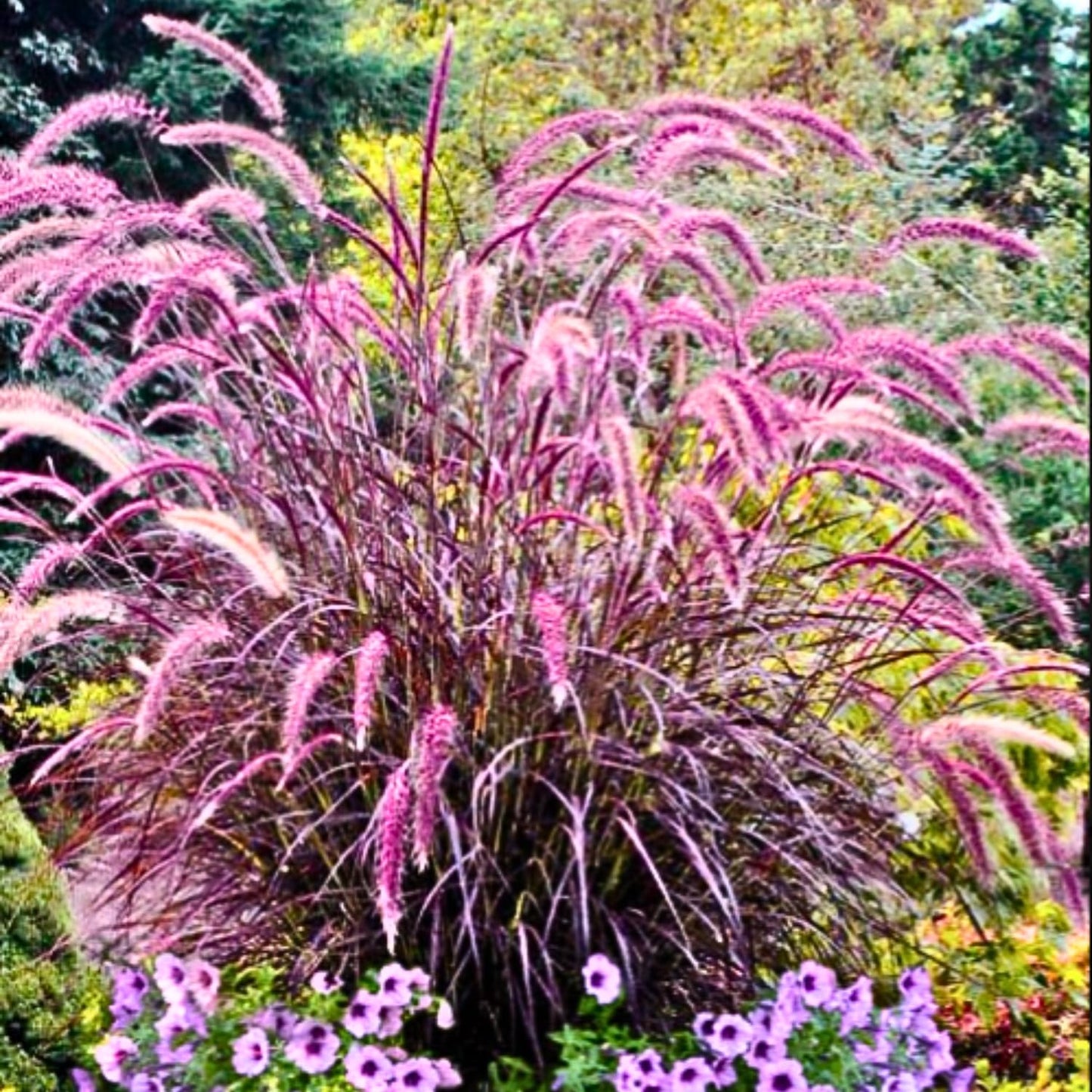 Set 3 Fountain Grass Plants Live Clumps for Planting Your Garden, 4-8 Inch Tall, Ornamental Grasses Live Plants Perennial (Mix Fountain Grass)