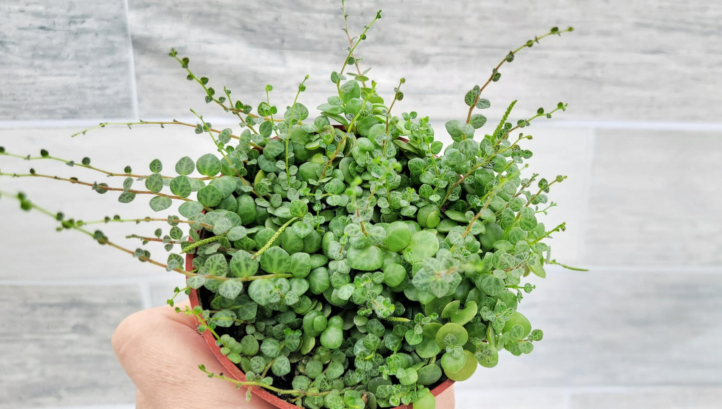 String of Turtles Peperomia Prostrata Plants Live Houseplants, Rare Indoor Plants, Fully Rooted Live Indoor Plants in 4-Inch Pot by 3exoticgreen
