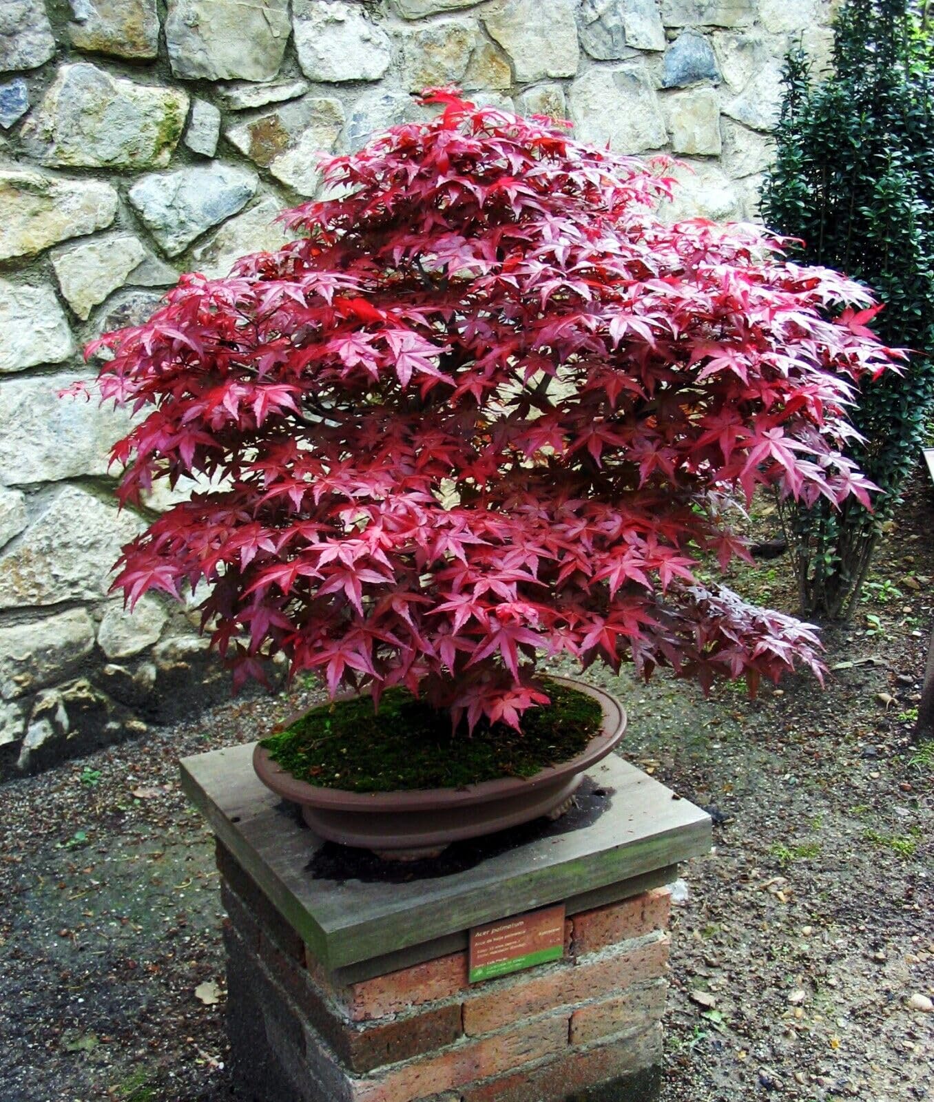 5 Seeds BLOODGOOD Red Japanese Maple Tree | Palmatum atropurpureum Hardy Bonsai Plant Seeds