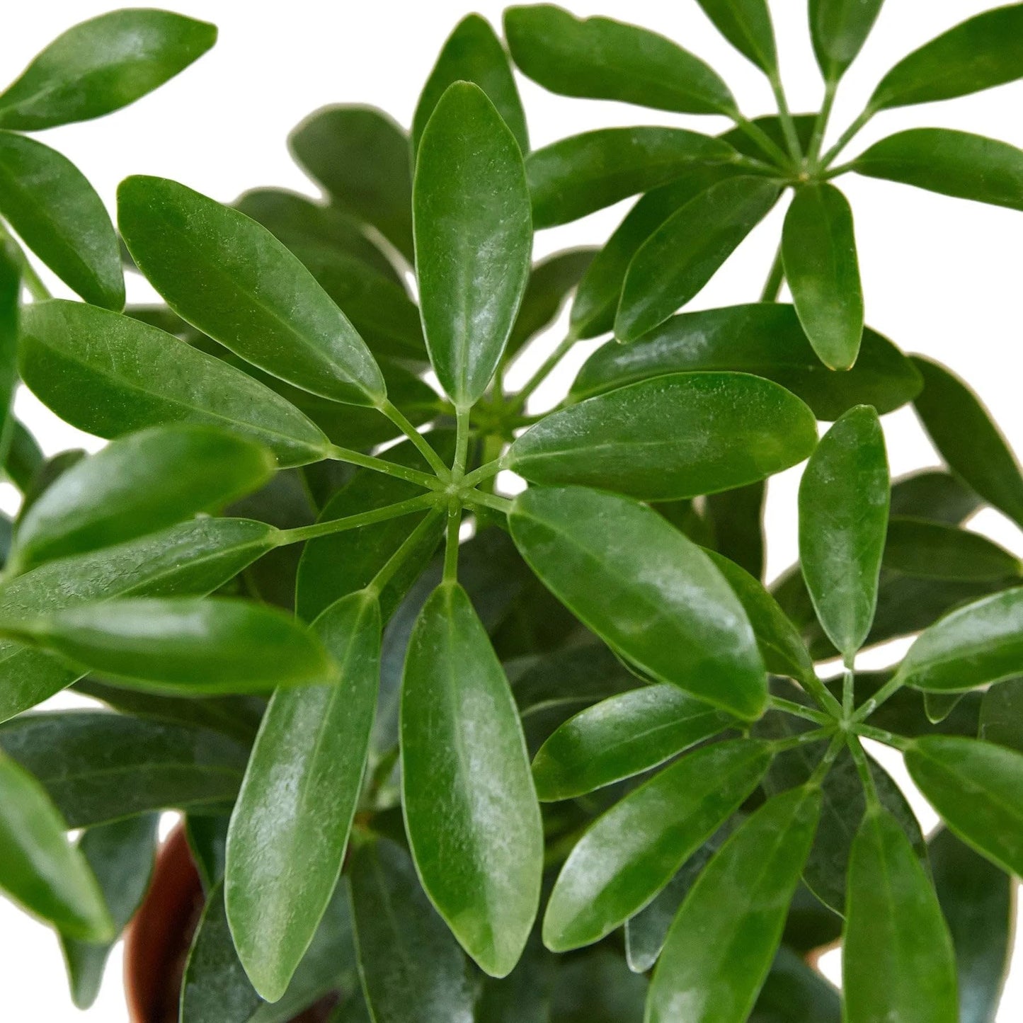 Schefflera Arboricola 'Umbrella' in 6in Pot - Live Plants Tropical Houseplants | Variegated | USA Growers | The Snobby Leaf