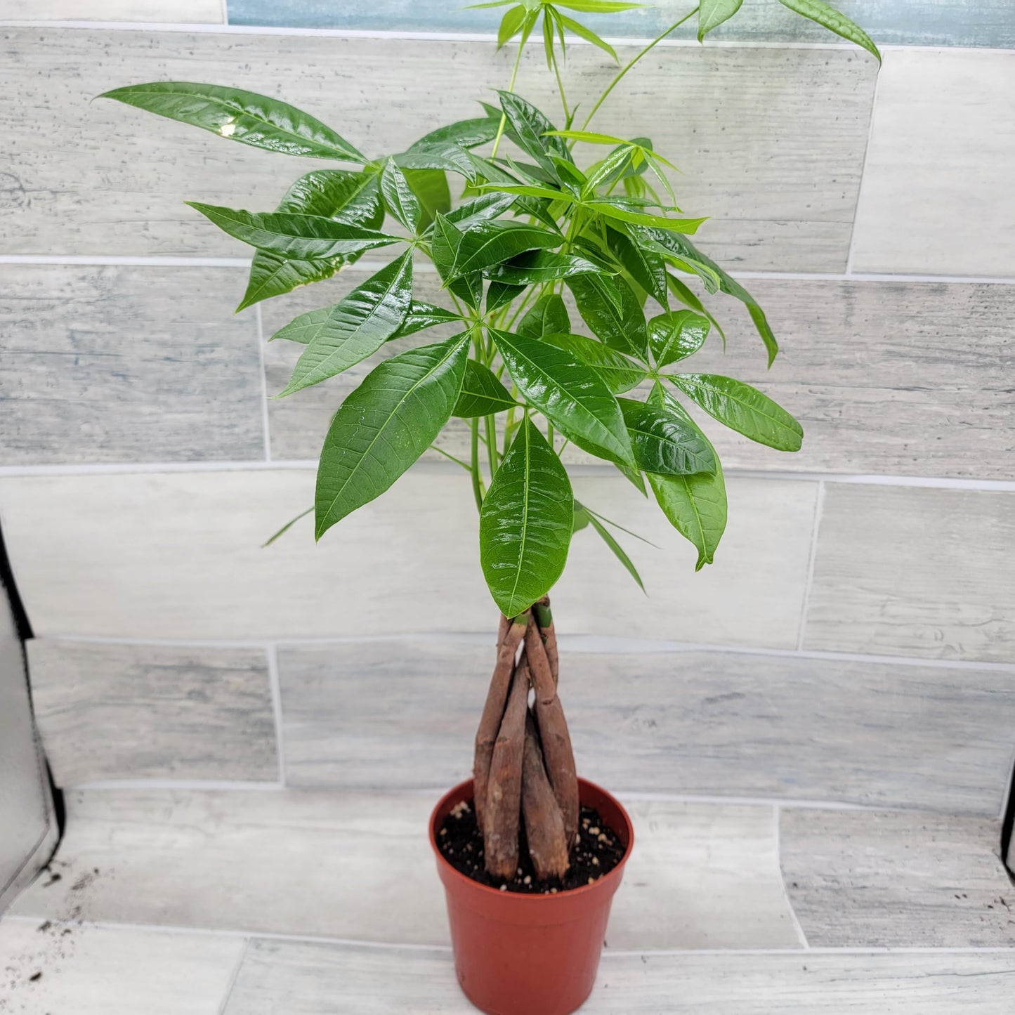 Money Tree Plant aka Pachira aquatica Live Rare Exotic Tropical Indoor House Plants in 4 inch Nursery Plant Pot Housewarming Gift Decoration for Home and Office by 3exoticgreen