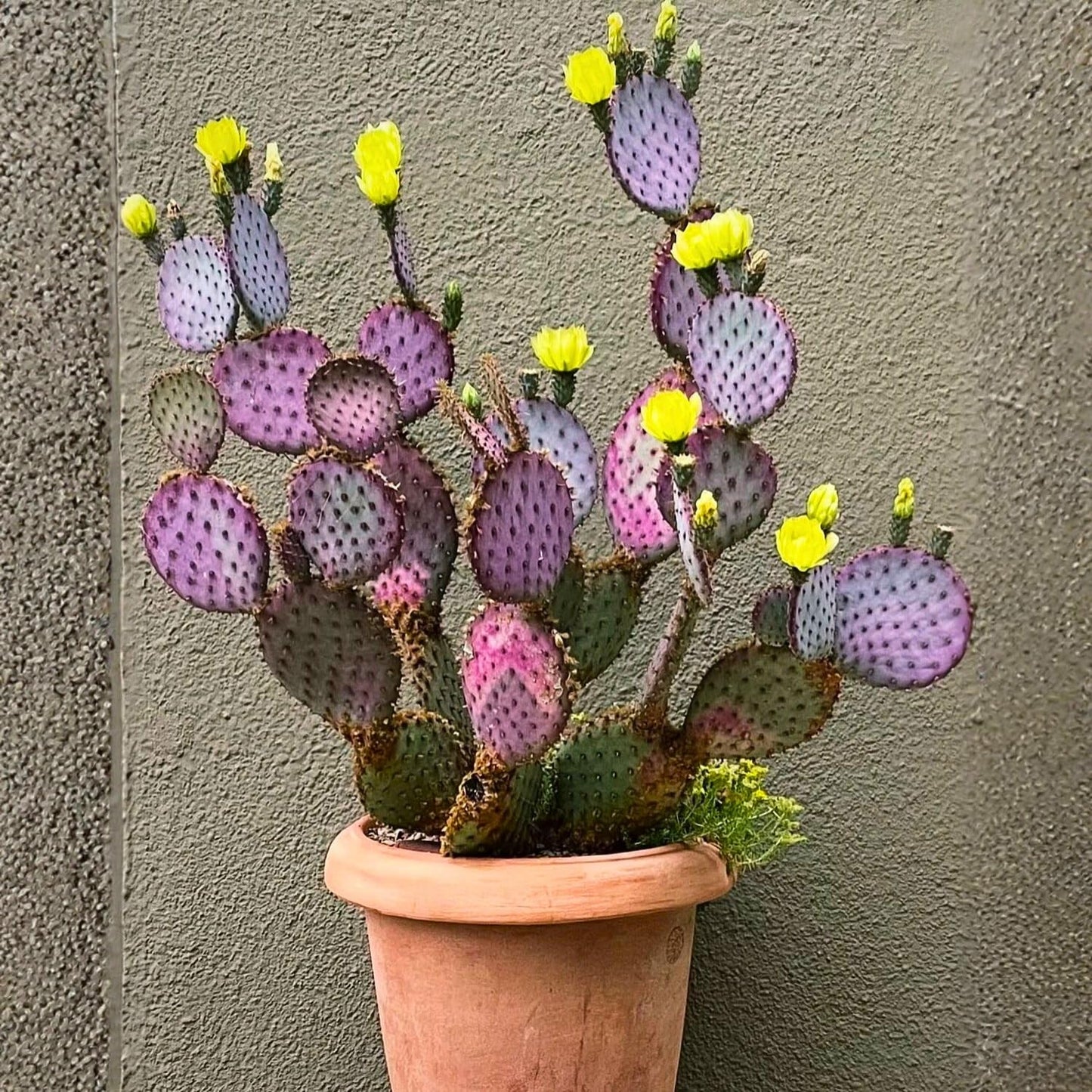 Set 2 Purple Prickly Pear Cactus, Fast Growing Cactus Live Plant 5-8'' Tall, Ready to Grow, Outdoor Garden Planting