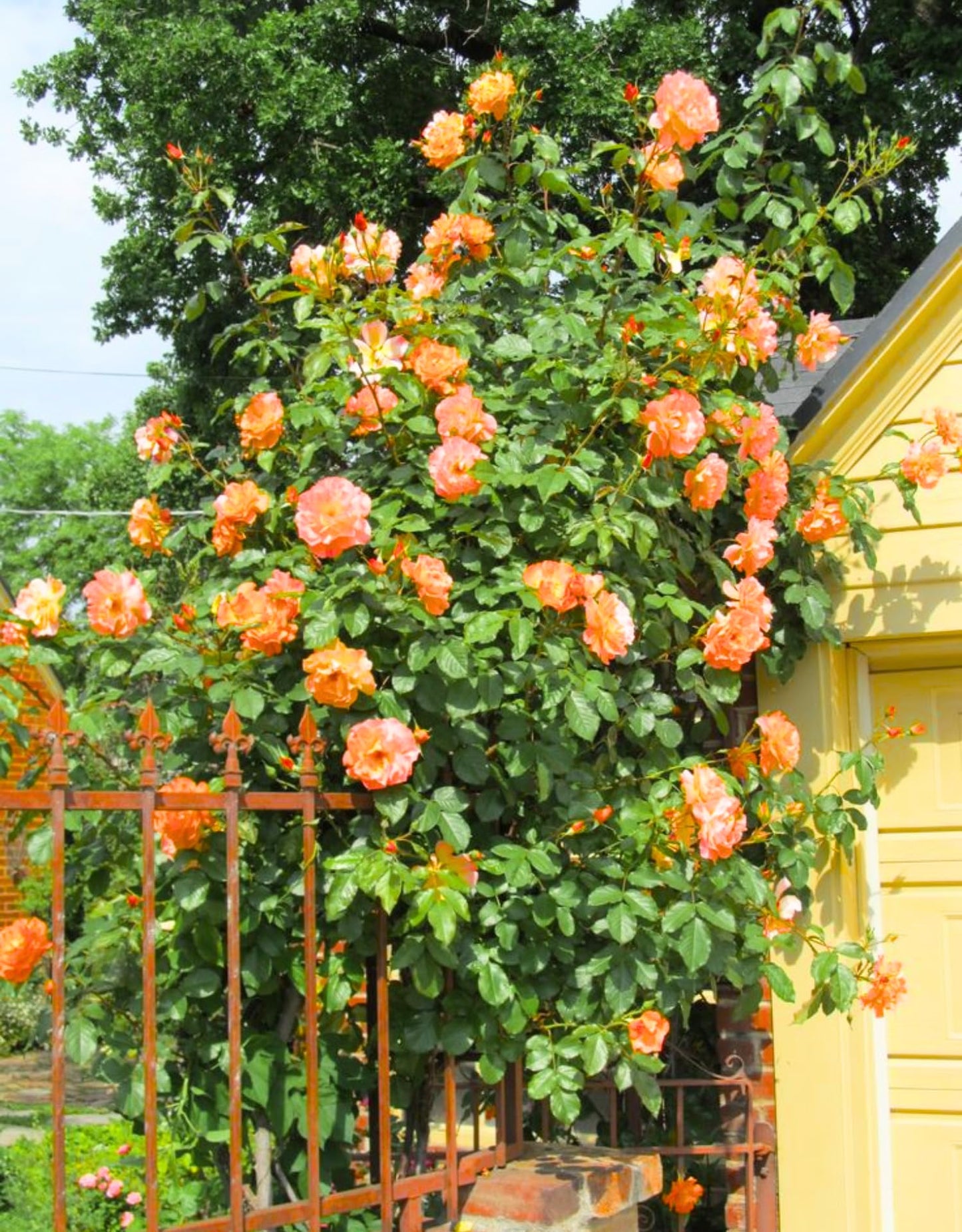 Honey-Apricot Rose Bushes Ready to Plant, Climbing Roses Live Plants Fragrant, 6-8 Inc Tall in Pot, Year-Round Blooming, Can Grow as Bush or Climber