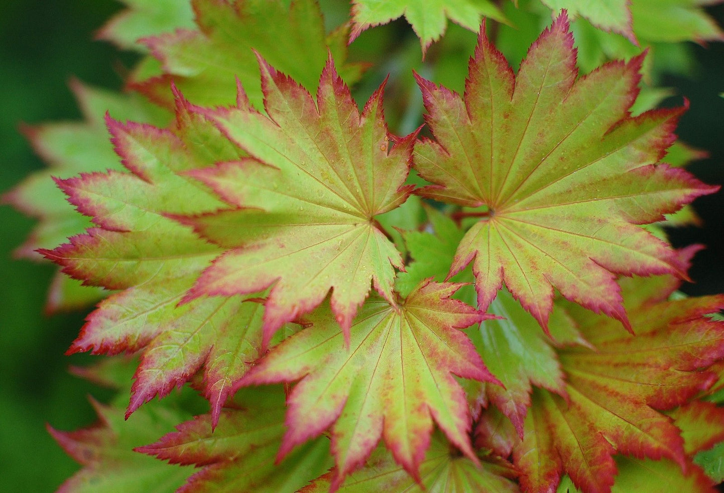 Red Wing Japanese Fullmoon Maple 2 - Year Live Plant