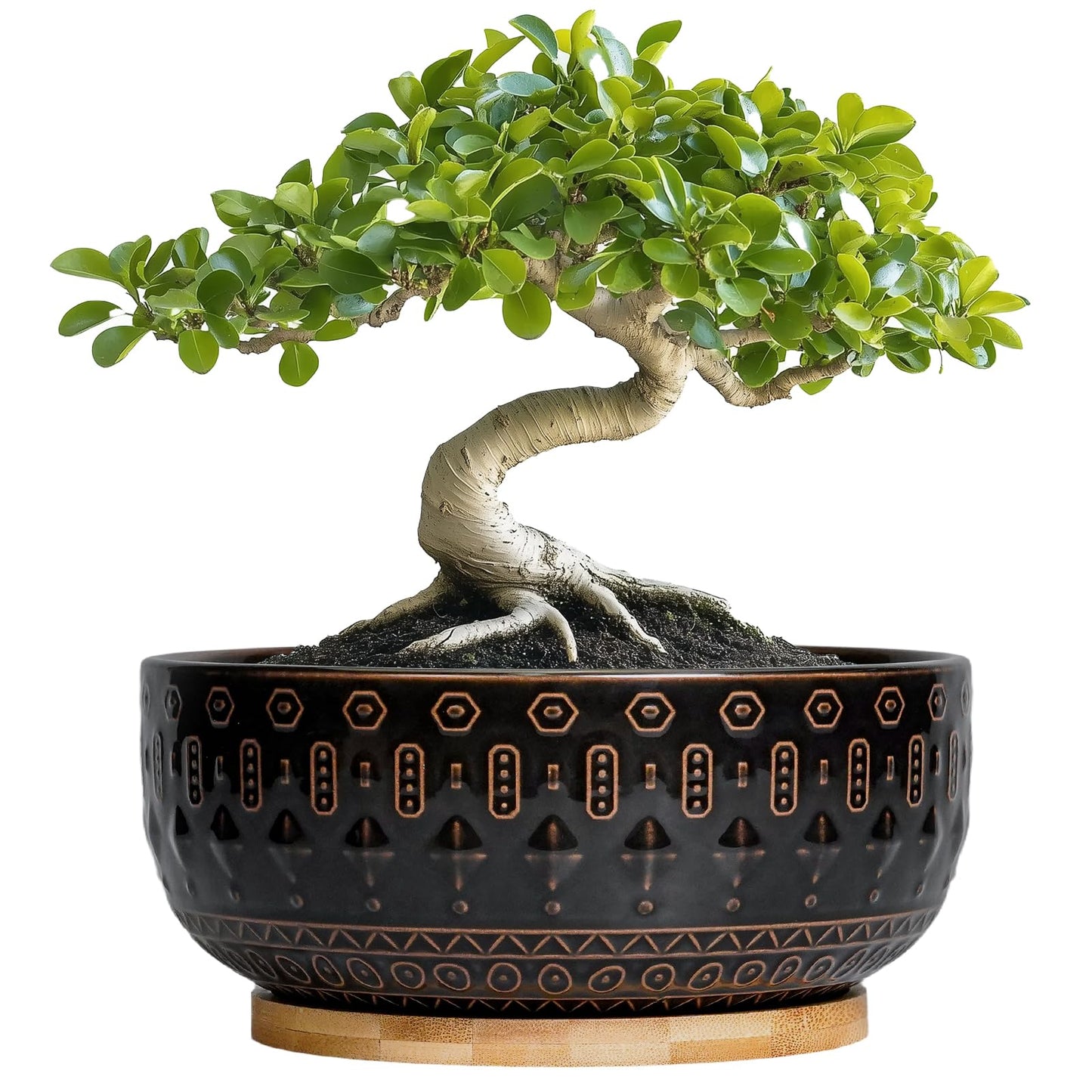 Fivepot Bonsai Planter - 8 Inch Ceramic Pots for Plants Indoor, Shallow Round Succulent Bowl with Drainage Hole and Tray for Cactus, Boho Room Garden House Decor, Birthday Gifts, Black