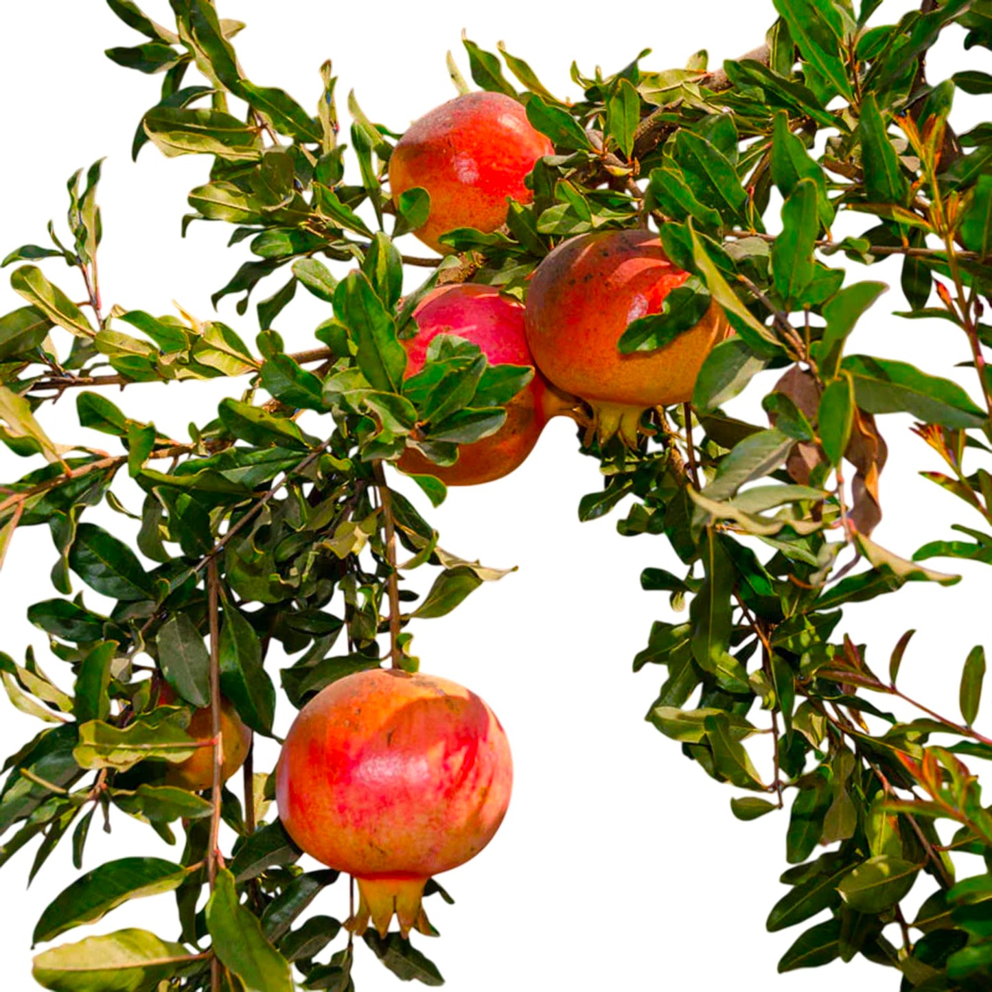 Eversweet Pomegranate Tree Live Plant – Seedless Sweet Pomegranate Plant for Home Garden, Orchard & Outdoor Growing, Hardy Fruit Trees for Sale (Liner/Starter/Potted/Set of 2 Plants)