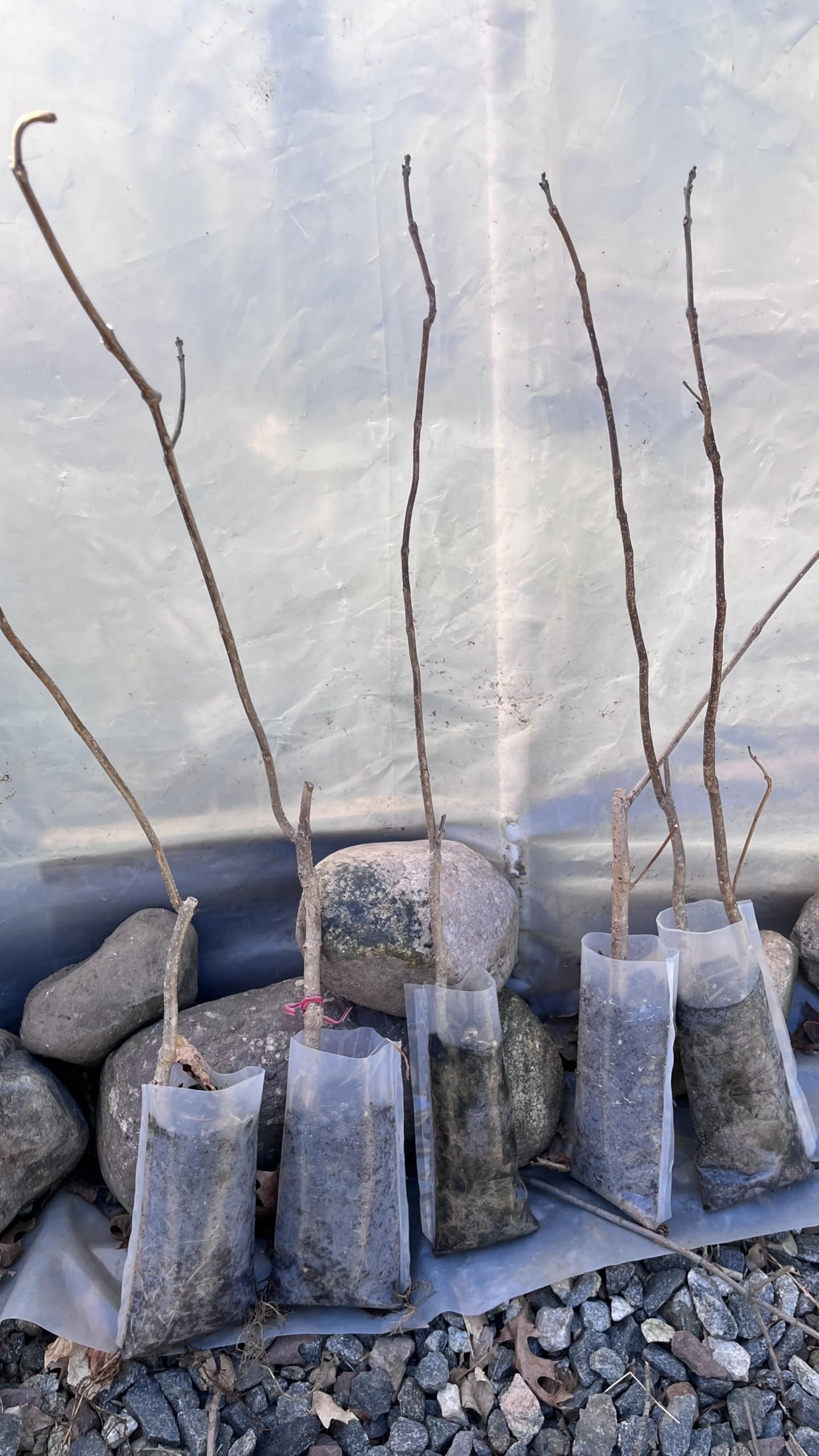 Catalpa speciosa, 2 Year Old 1-2 ft Tall,Northern Catalpa, Cigar Tree, Indian Bean, Sent with Roots Wrapped, no Leaves.