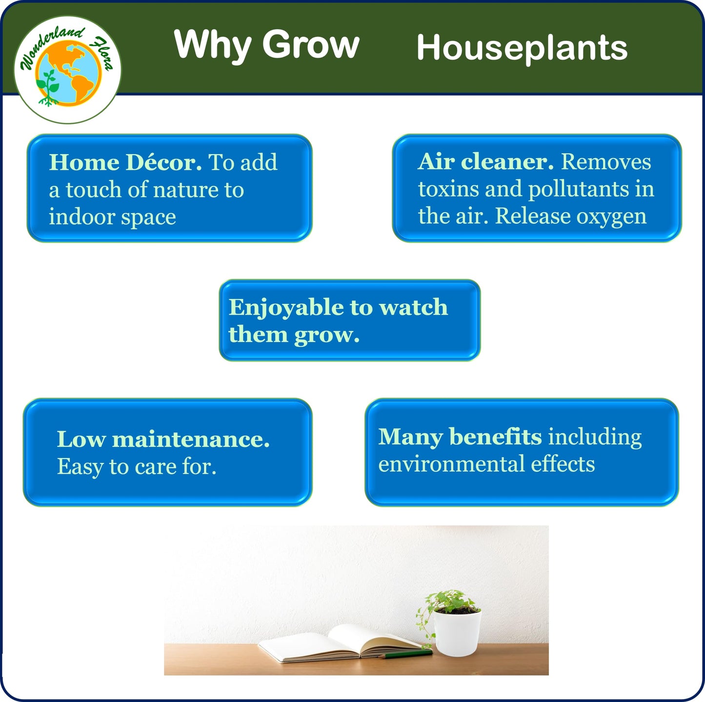 4PK 3'' Pot Live Plant Collection, No Duplicates for up to Four Packs (16 Plants), Live Indoor Houseplants, Live House Plants, Easy to Grow, Indoor Gardening, Home, Office Décor, Gifts
