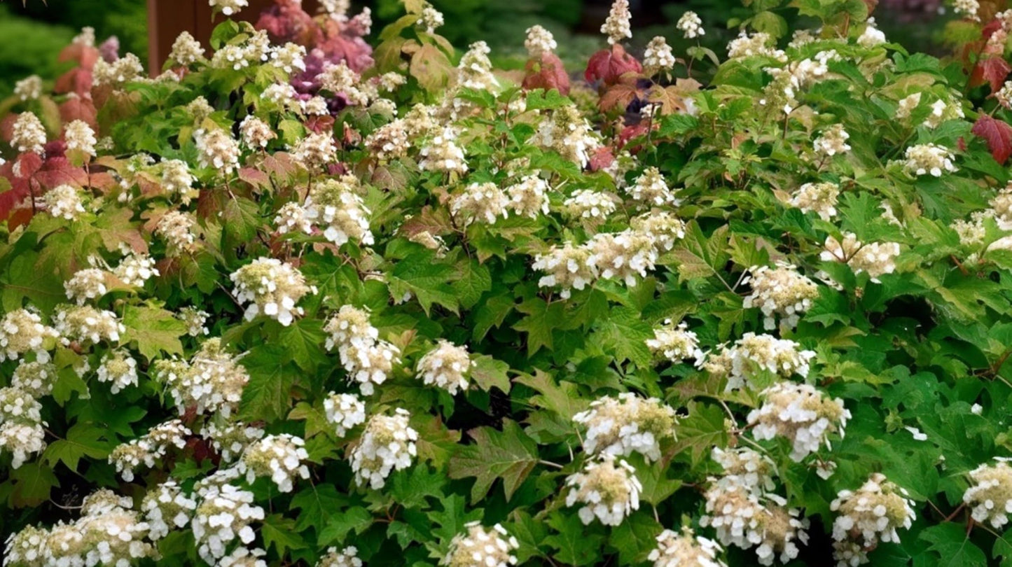 Oakleaf Hydrangea Quercifolia Toy Soldier | 1 Live Plants | Fast Growing, Fall Color, Drought Tolerant, White Blooms, Low Maintenance, Easy to Grow, Ornamental Shrub, Attractive Foliage