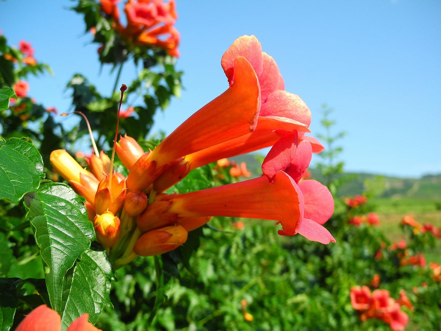 Greenwood Nursery: Live Perennial Plants - Orange Trumpet Creeper Vine + Campsis Radicans - [Qty: 2X Pint Pots] - (Click for Other Available Plants/Quantities)