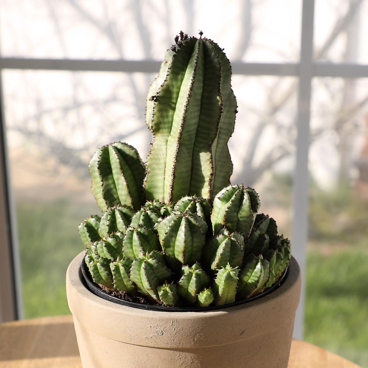 Altman Plants Euphorbia anoplia Live Plant Decor, Exotic Plants, Cacti Plants Live Succulents Plants Live Plants Indoor Plants Live Houseplants, Live Indoor House Plants Real Plants Indoor Live Plants