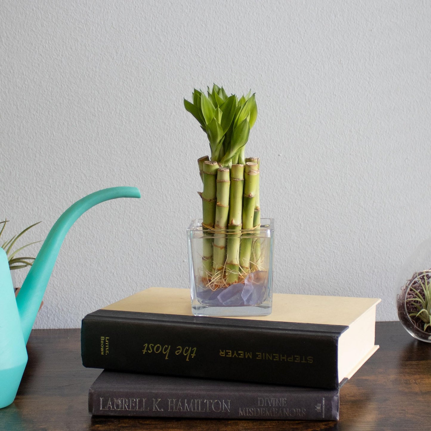NW Wholesaler - 4" Live Lucky Bamboo Plant - Bundle of 10 Stalks - Live Indoor Houseplants for Home Decor, Live Bamboo Plant, Indoor Low Light Plants, Feng Shui (10)