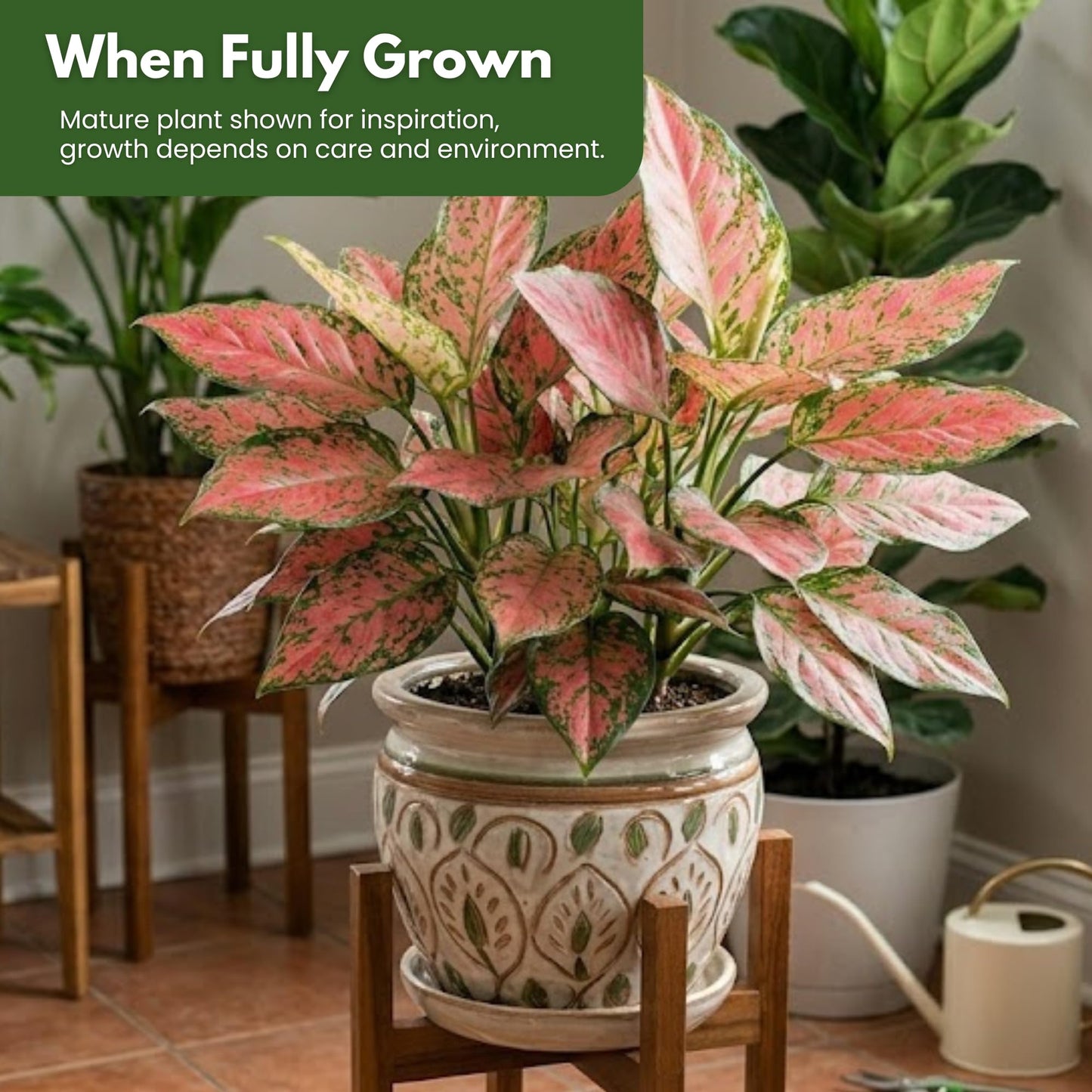 Aglaonema Ruby Ray Live Plant by United Nursery 6 inch Pink Decorative Pot Mother’s Day Gift for Patio and Home Decor Stunning Variegated Foliage Pink
