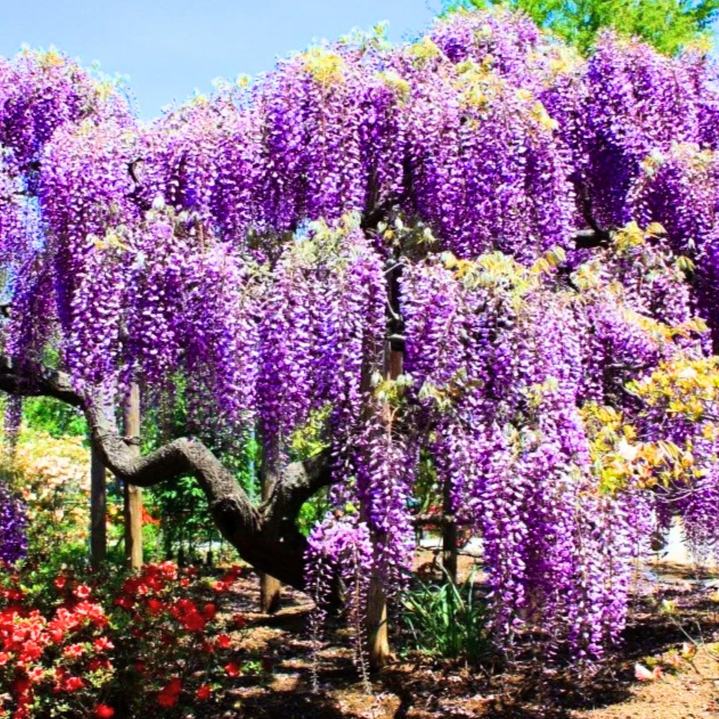 Purple Wisteria Tree Live Plant, Purple Wisteria Plant Live 6-12 Inc Height, in Pot, Wisteria Vine Live Plant, Fragrant Flowers