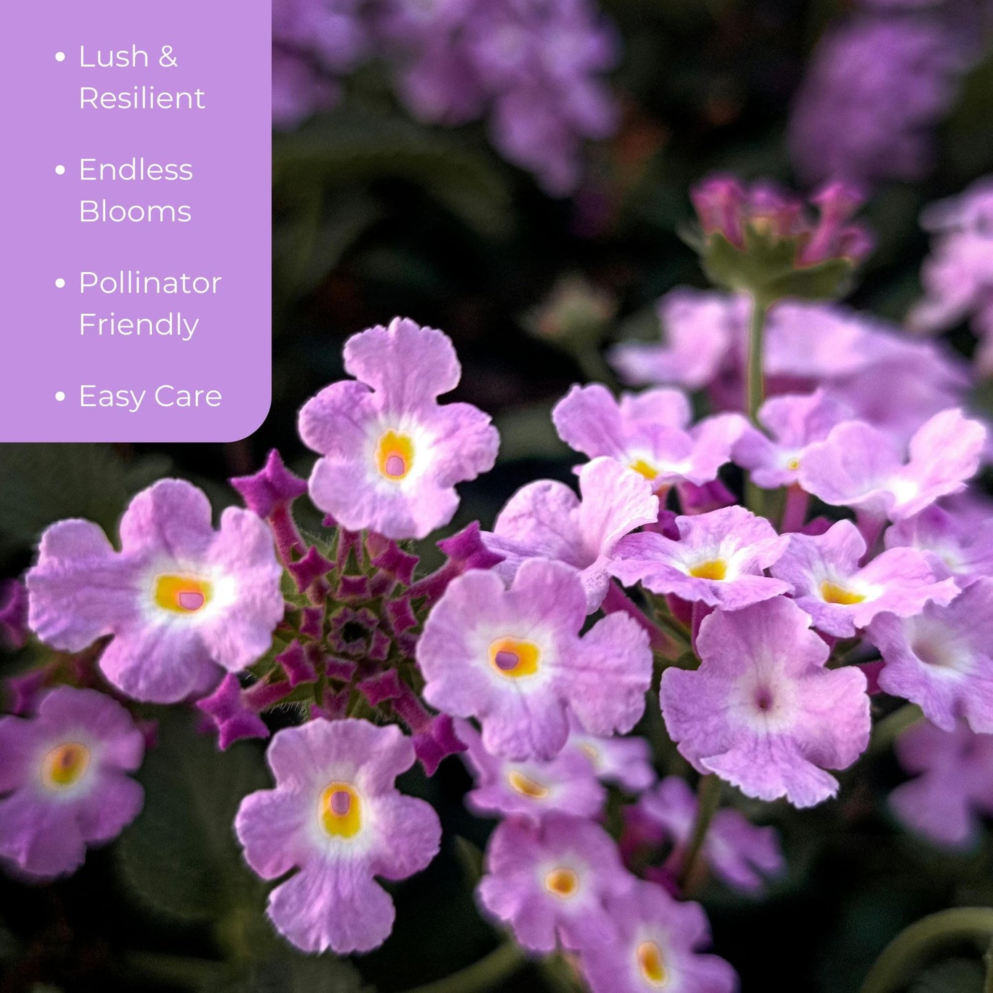 3 Purple Trailing Lantanas, Live Plants – Continuous Blooms, Thriving in 2.5” Nursery Cubes