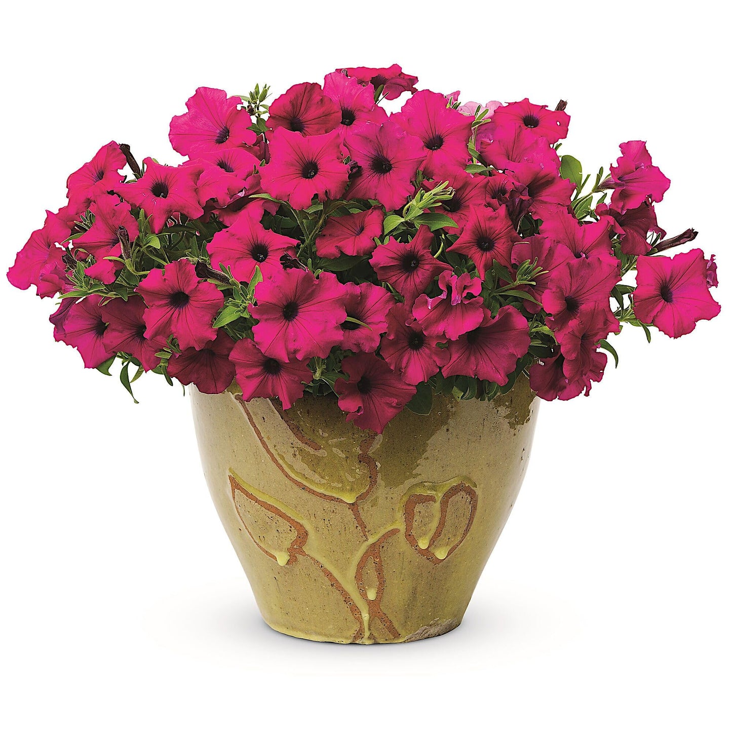 Supertunia Royal Magenta, Petunia Hybrid Live Plant, Flowering Plant, Flowers in Brilliant Color with Mounding and Trailing Habit, Container Size: 4.5"