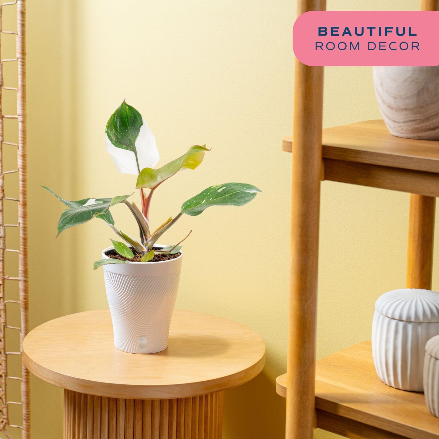 Costa Farms Philodendron White Knight Live Plant in Self Watering Pot, Indoor Houseplant, Perfect for Home, Room, or Office Decor, Great House Warming or Birthday Gift, 12-18 Inches Tall