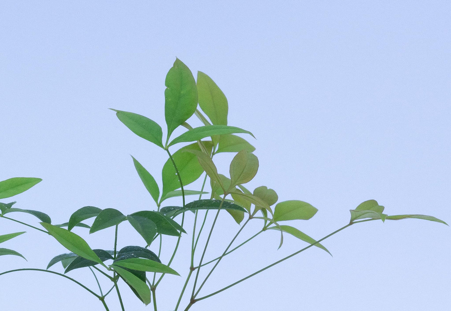 2 Heavenly Bamboo, Live Plants (Nandina Domestica), 2.5” Nursery Cubes, Striking Foliage