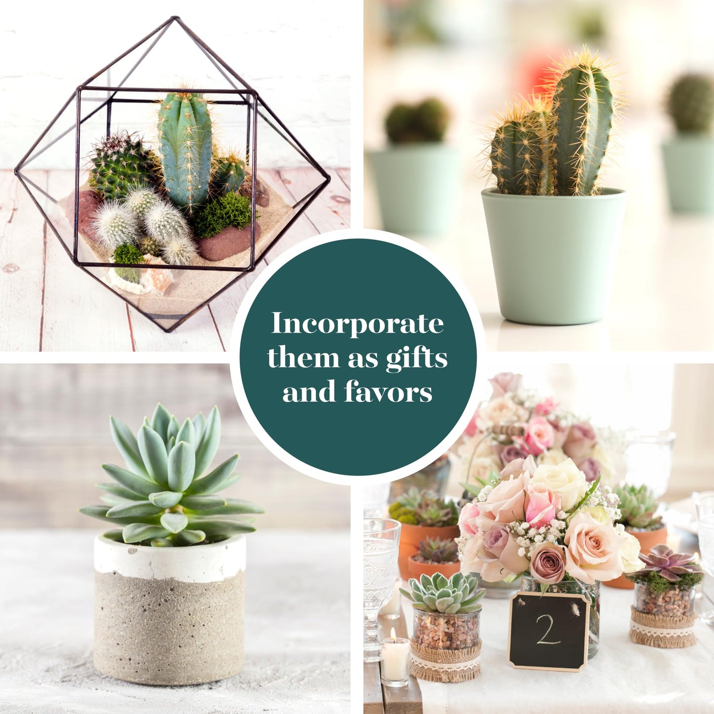 Shop Succulents Premium Live Mini Cactus and Succulent Plants in 2" Pots, Easy Care Indoor or Outdoor Gardening, Terrariums, Favors, & Contemporary Spaces with Hardy, Resilient Varieties, Pack of 5