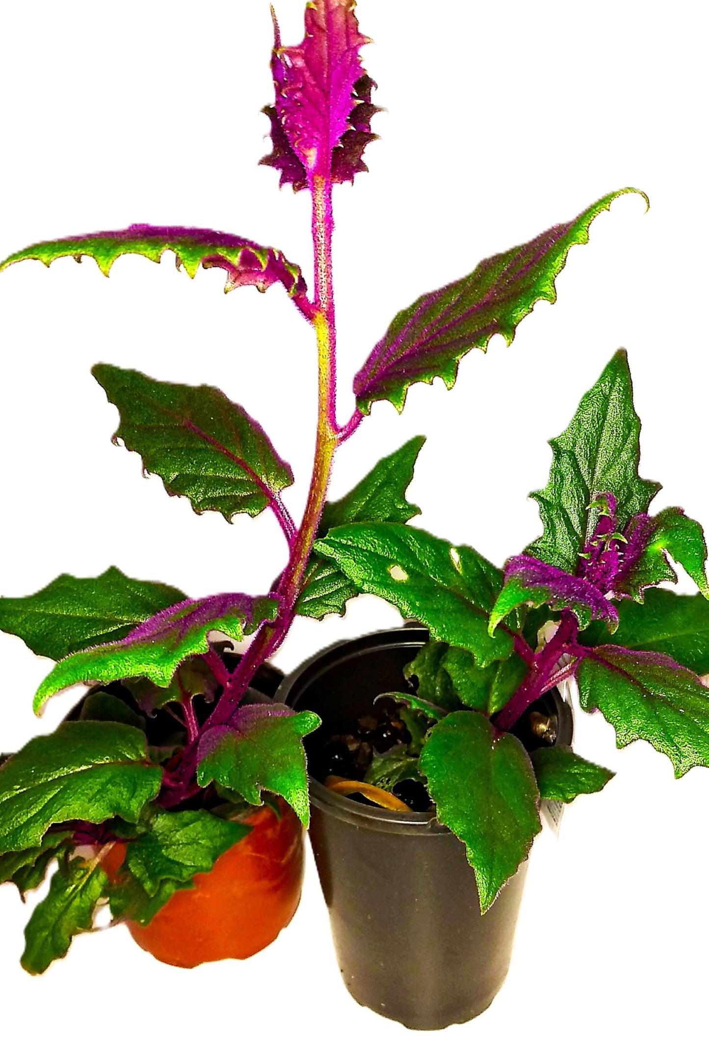 Gynura aurantiaca Exotic Purple Passion 4-6 inch Rooted Plant