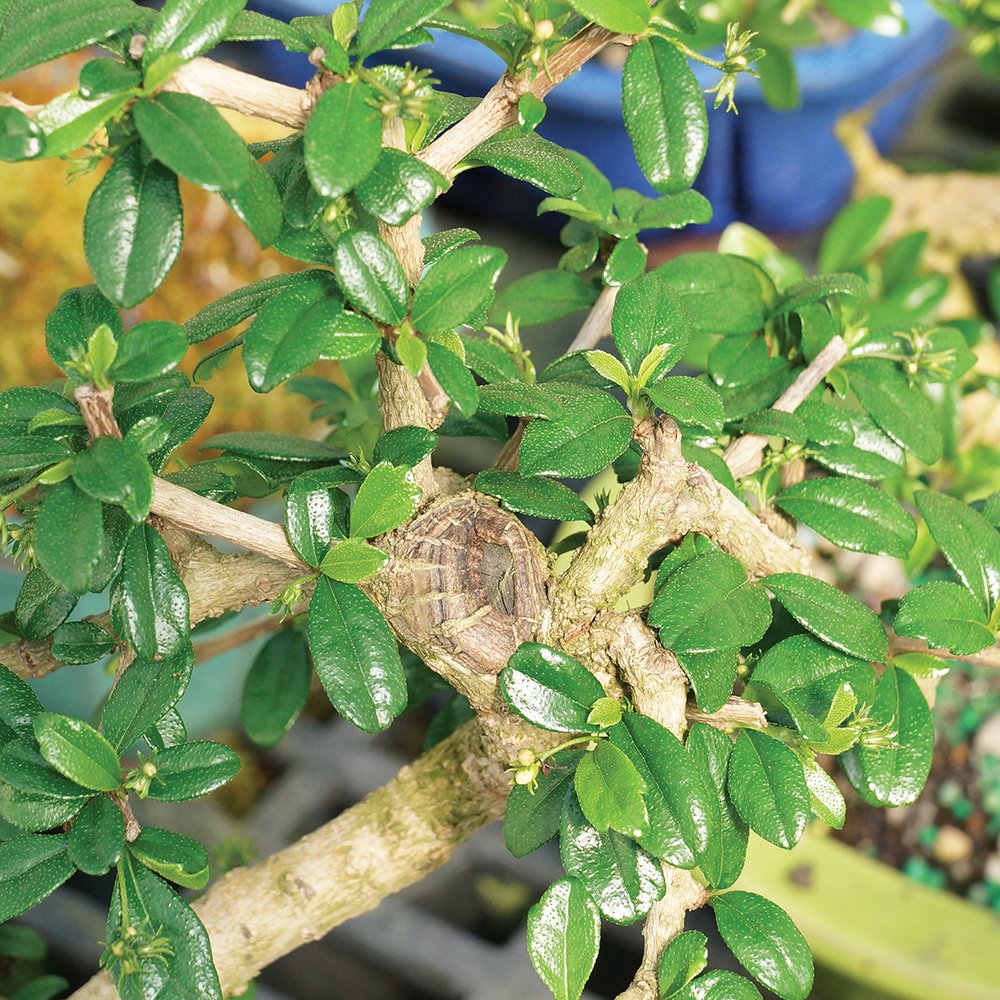 Brussel's Bonsai Live Fukien Tea Bonsai Tree - Small, 6 Year, 6 to 8 inches Tall - Indoor Bonsai Tree Live with Ceramic Bonsai Pot