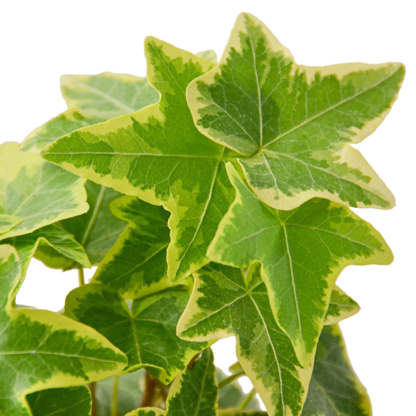 English Ivy Gold Child | Live Plant for Indoor & Outdoor | for Living Room, Office, Bathroom | (3" Pot)