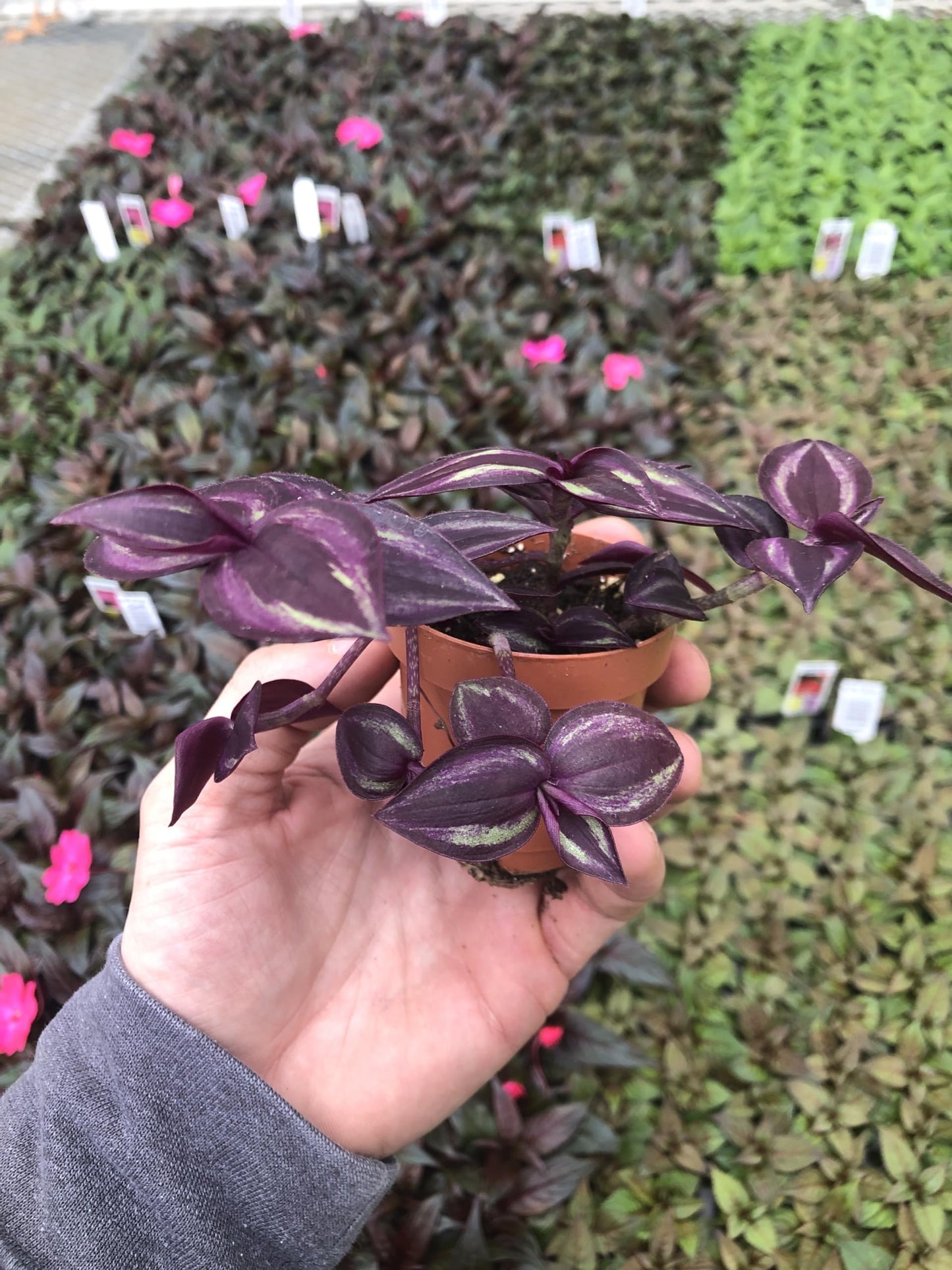 Generic Tradescantia Zebrina Burgandy ~ Live Wandering Jew Plant ~ Vibrant Dark Purple ~ Live Plant for Home Office and Garden, Green gray