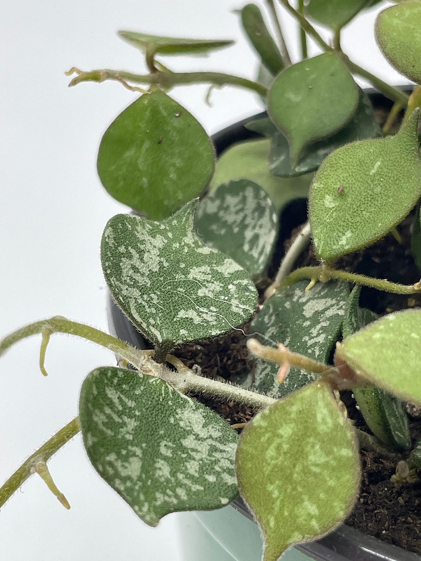BubbleBlooms Hoya Curtisii, Very Rare Limited Live Plant, in 4 inch Pot