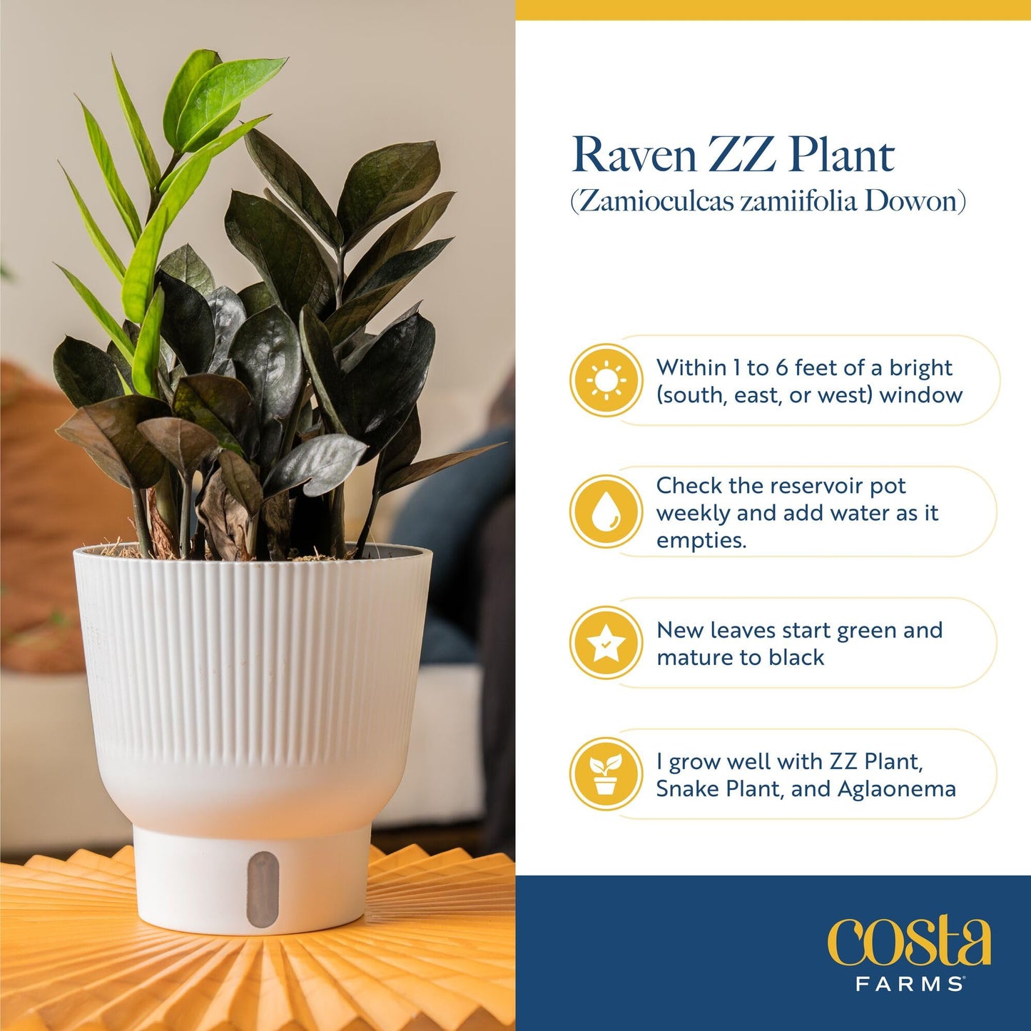 Costa Farms Raven ZZ Live Plant in Self Watering Pot, Easy to Maintain, Air Purifying Indoor Houseplant, Perfect for Home, Room, or Office Decor, Great House Warming or Birthday Gift, 12-18 Inches