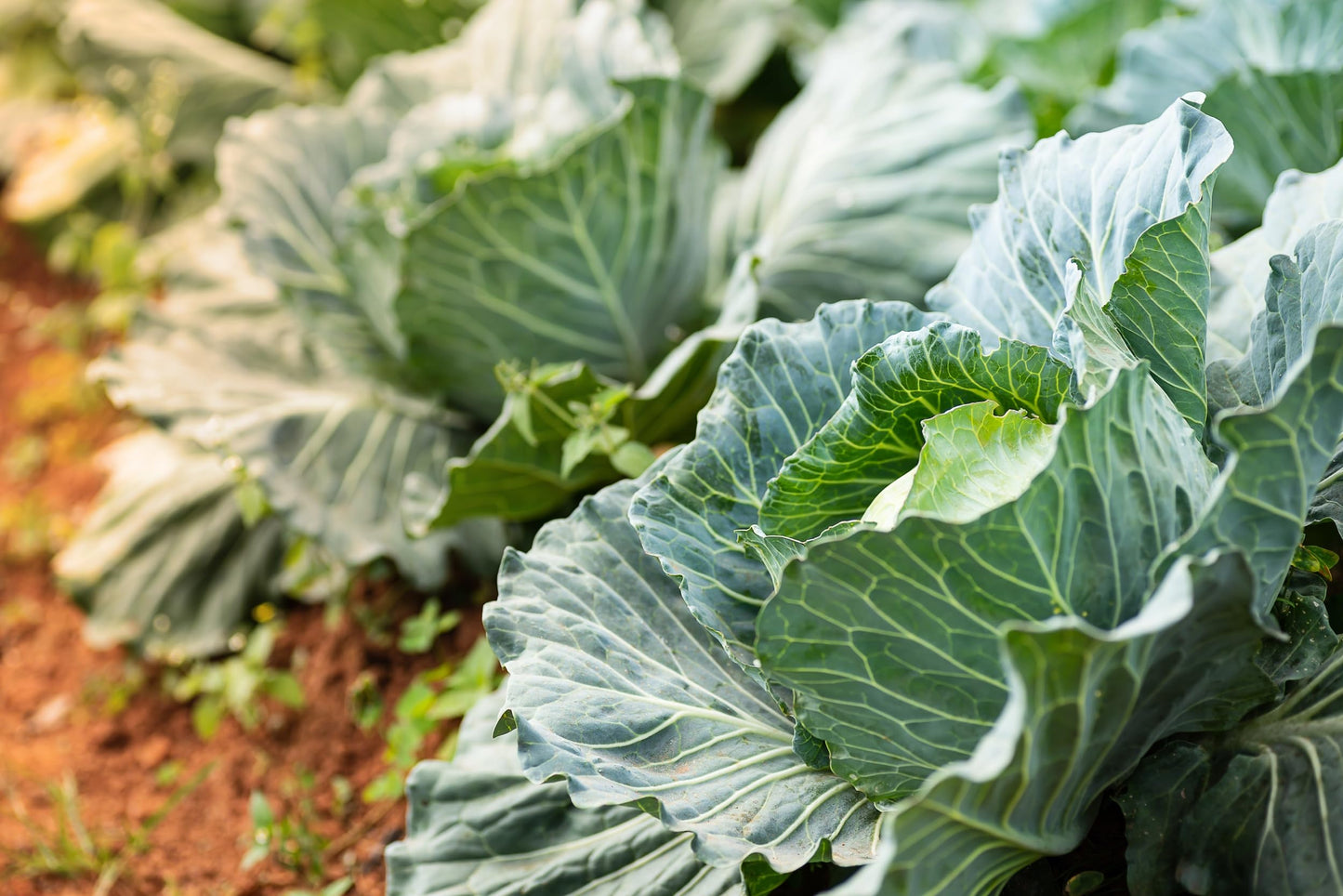 Bulk Red Acre Cabbage Seeds for Planting - 1 Pound Over 128,000 Heirloom Non GMO Seeds -Plant & Grow Outdoor Vegetable Garden