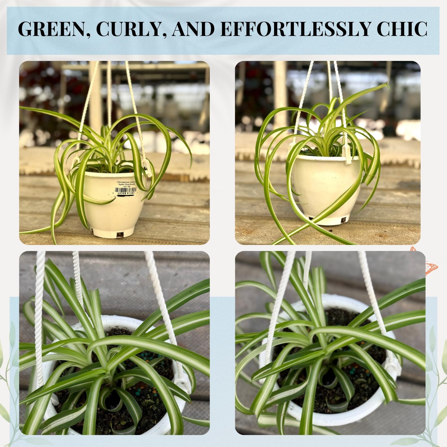 Spider Plant (Chlorophytum comosum) Live Plant in 4-Inch Pot - Easy Care Green & White Variegated Air-Purifying Houseplant for Home, Office, and Gifts (Heat Pack Included)