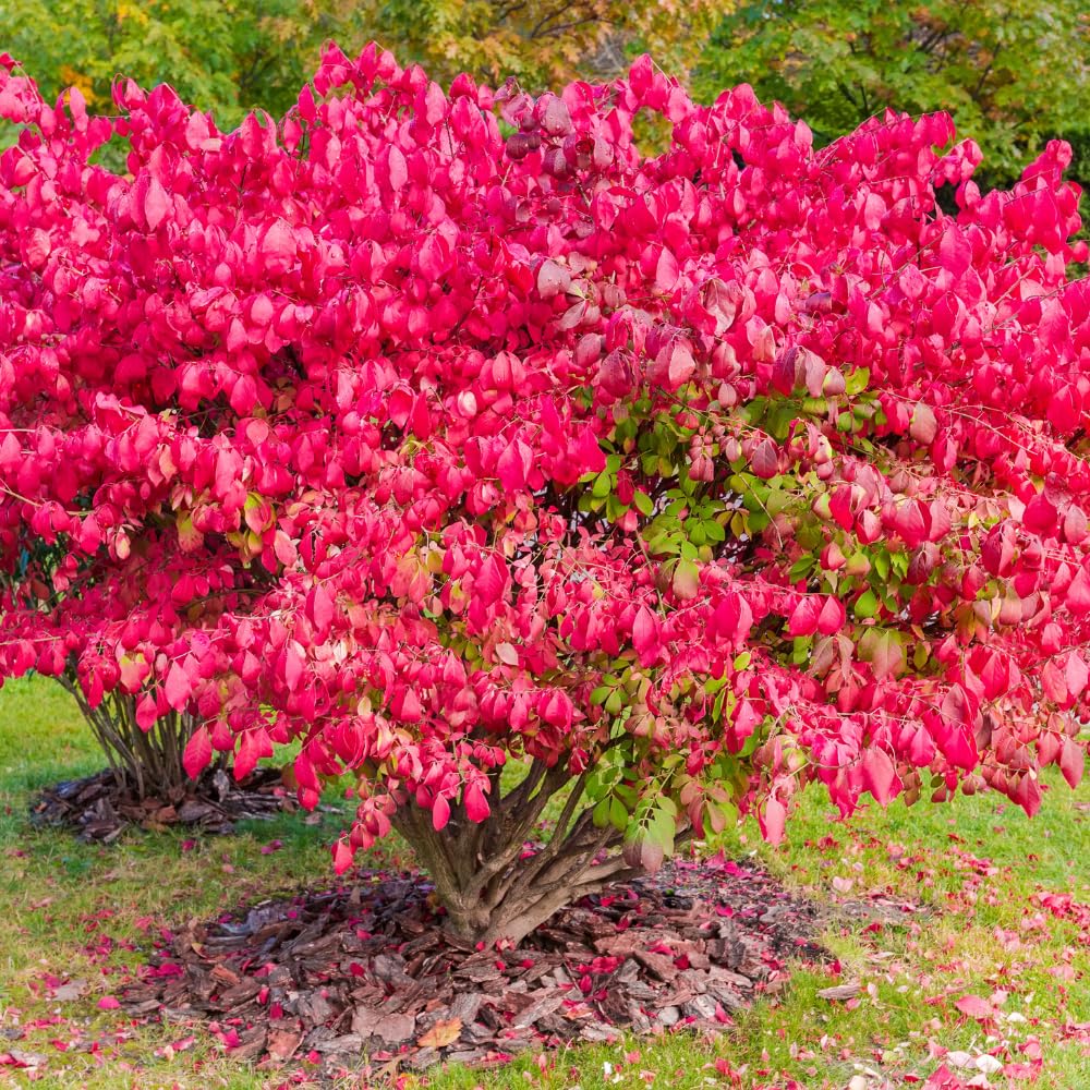 Red Burning Bush Shrub Live Plant, Dwarf Burning Bush Plant in Quart Pot, 6 to 10 Inches Height, Hardy Ornamental Shrubs for Outdoor Planting