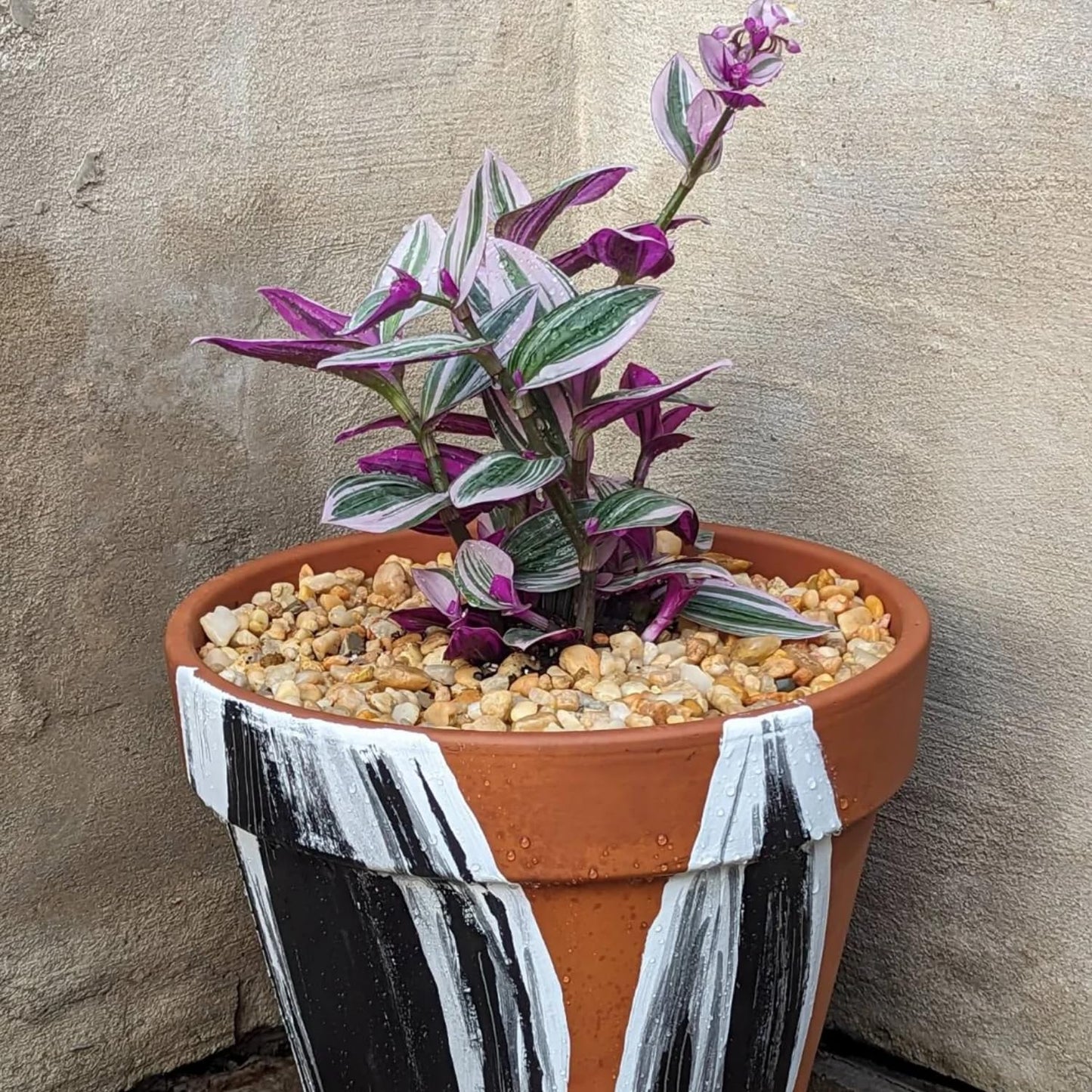 Pink Wandering Jew Live Plant, Pink Tradescantia Nanouk Variegated Wandering Jew Plant, Rare Nanouk Pink Wandering Jew Plant 2 Inch Pot, Pink Wandering Jew Plant Live Houseplants Indoor