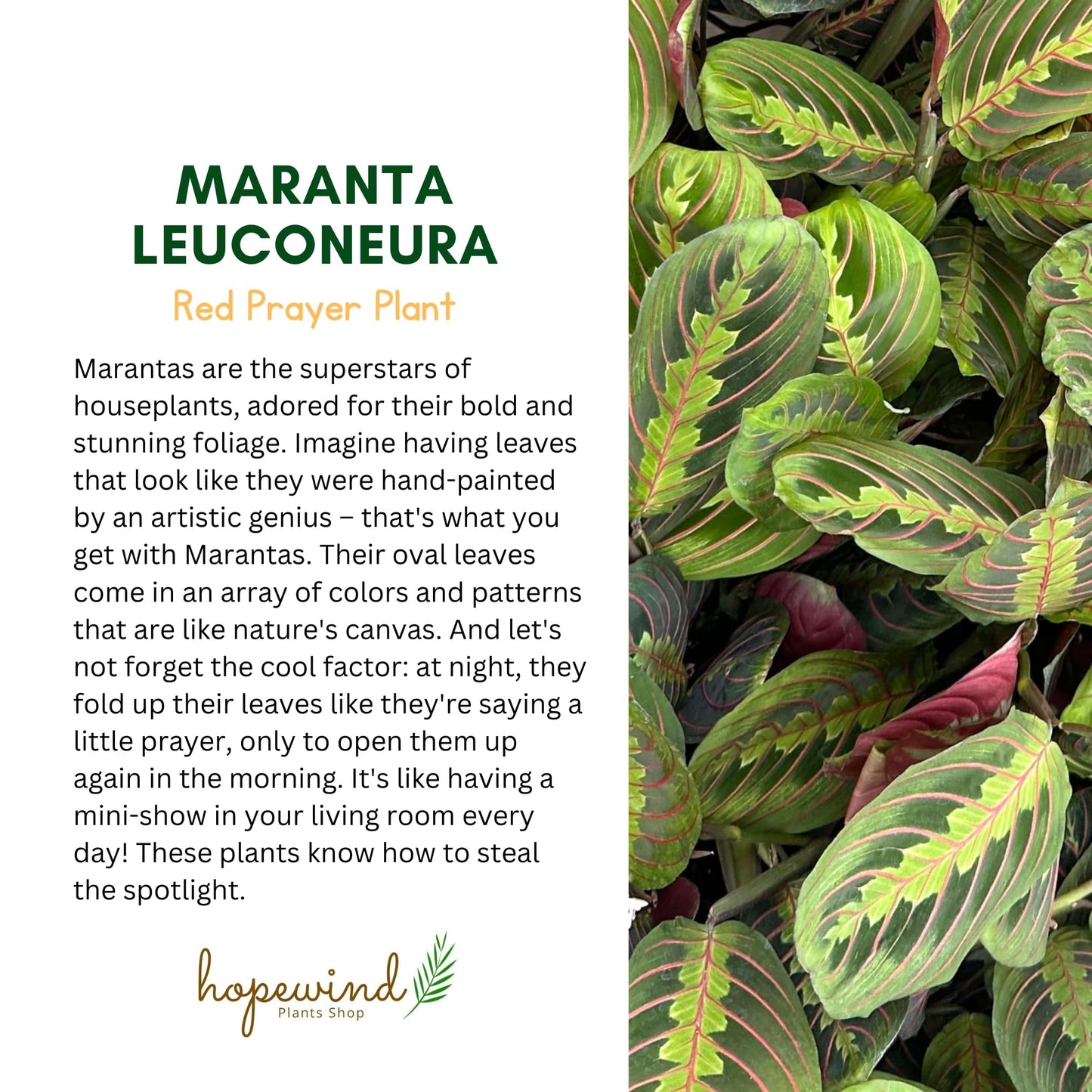 Hopewind Plants Shop, Red Prayer Plant, Red Maranta, Gorgeous Live Indoor Plant, Easy to Care and Rare Variety 4 inch Pot