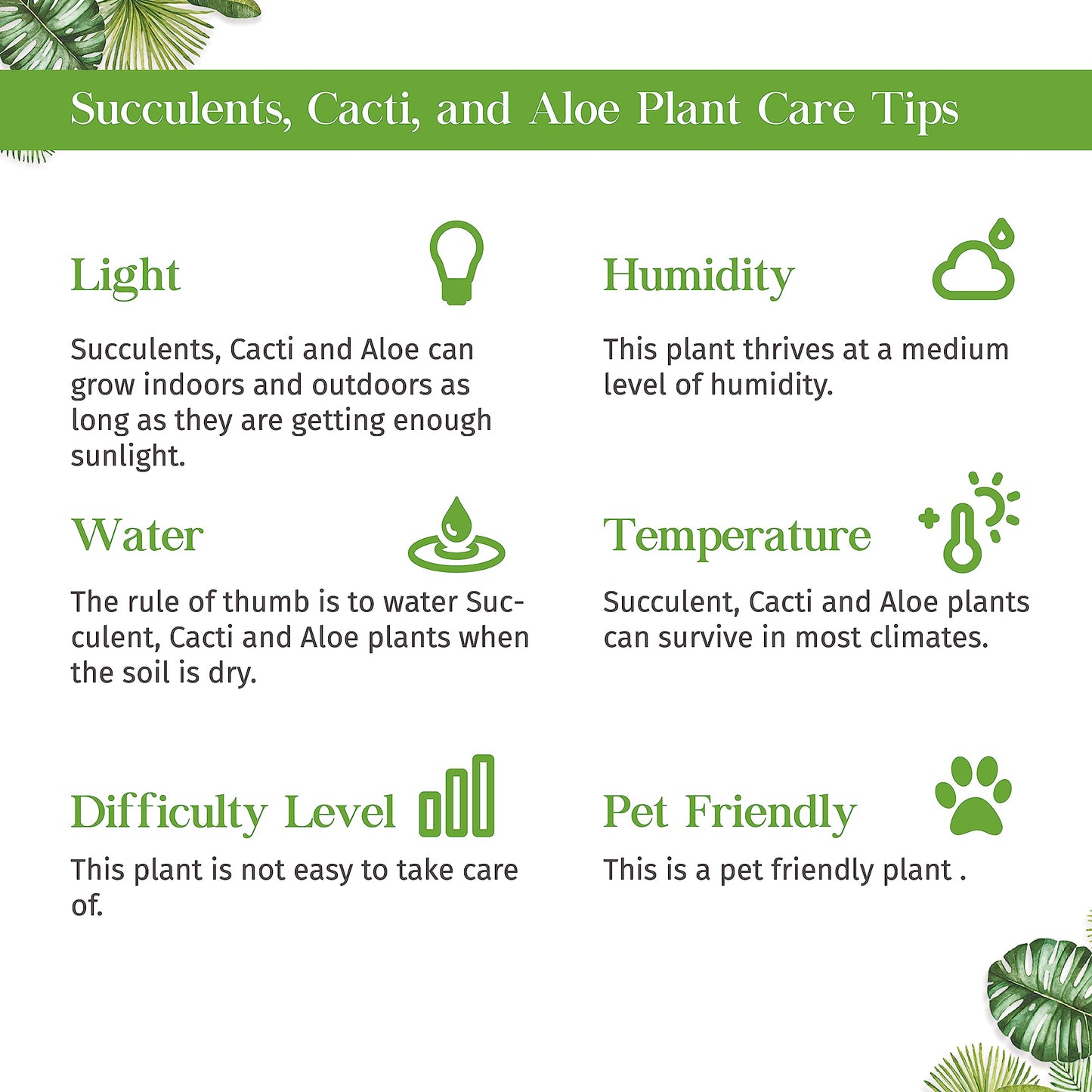 Succulent Elephant Bush Live Plant for Indoor | Different Houseplants in 4'' & 6'' Pot | Real House Plant for Living Room, Office, Desk & Bathroom | Portulacaria Afra