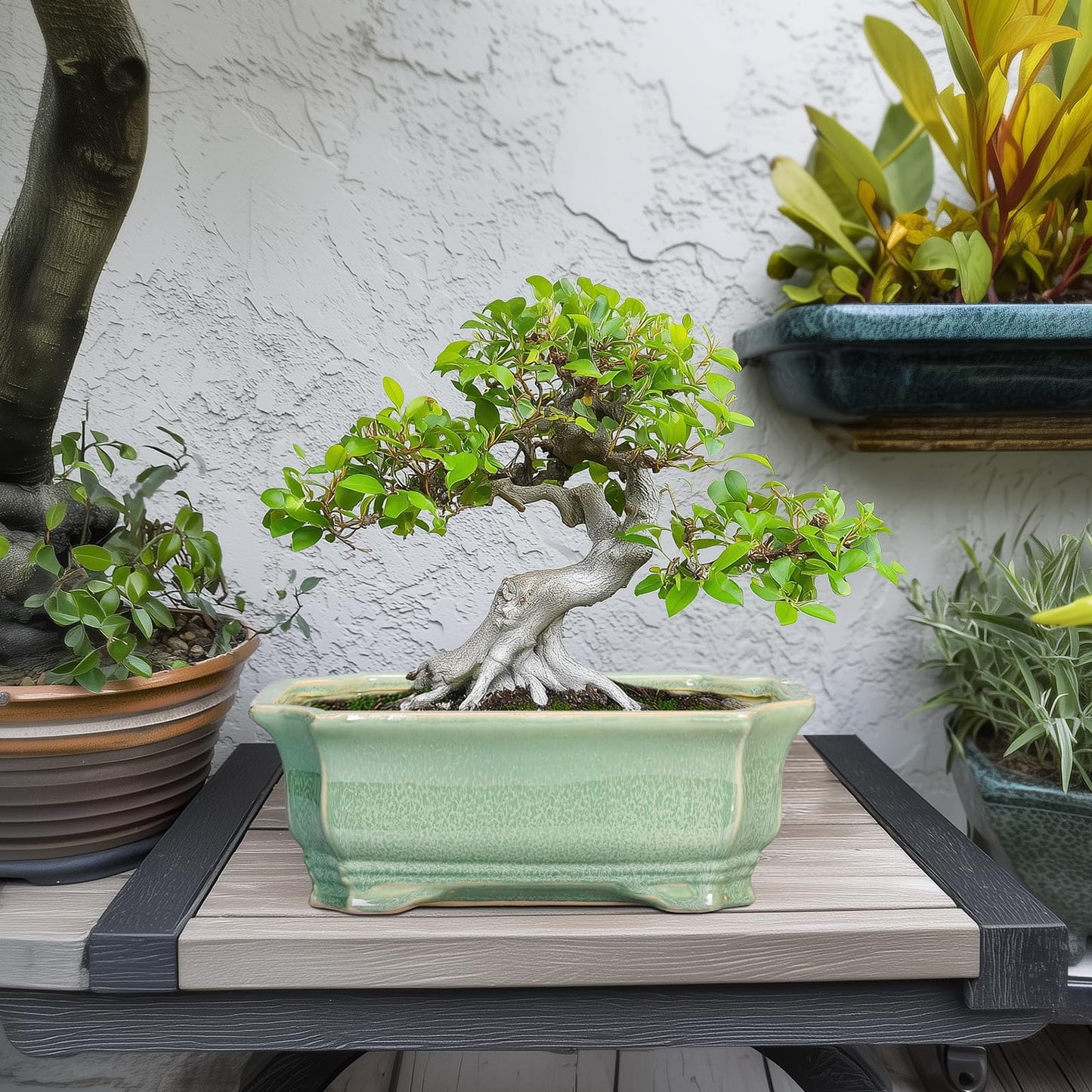 Teagas Bonsai Tree Pot 11.6 Inch - Ceramic Succulent Pots, Bonsai Planter for Indoor Outdoor, Decorative Plant Pot with Drainage Hole, Rectangular Flower Pot, Home Garden Decor, Garden Gifts, Green
