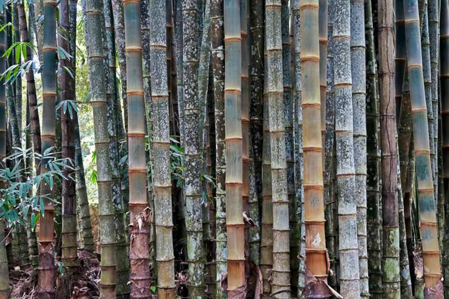 50 Huge Dragon Bamboo Seeds Perennial Ornamental Seed Privacy
