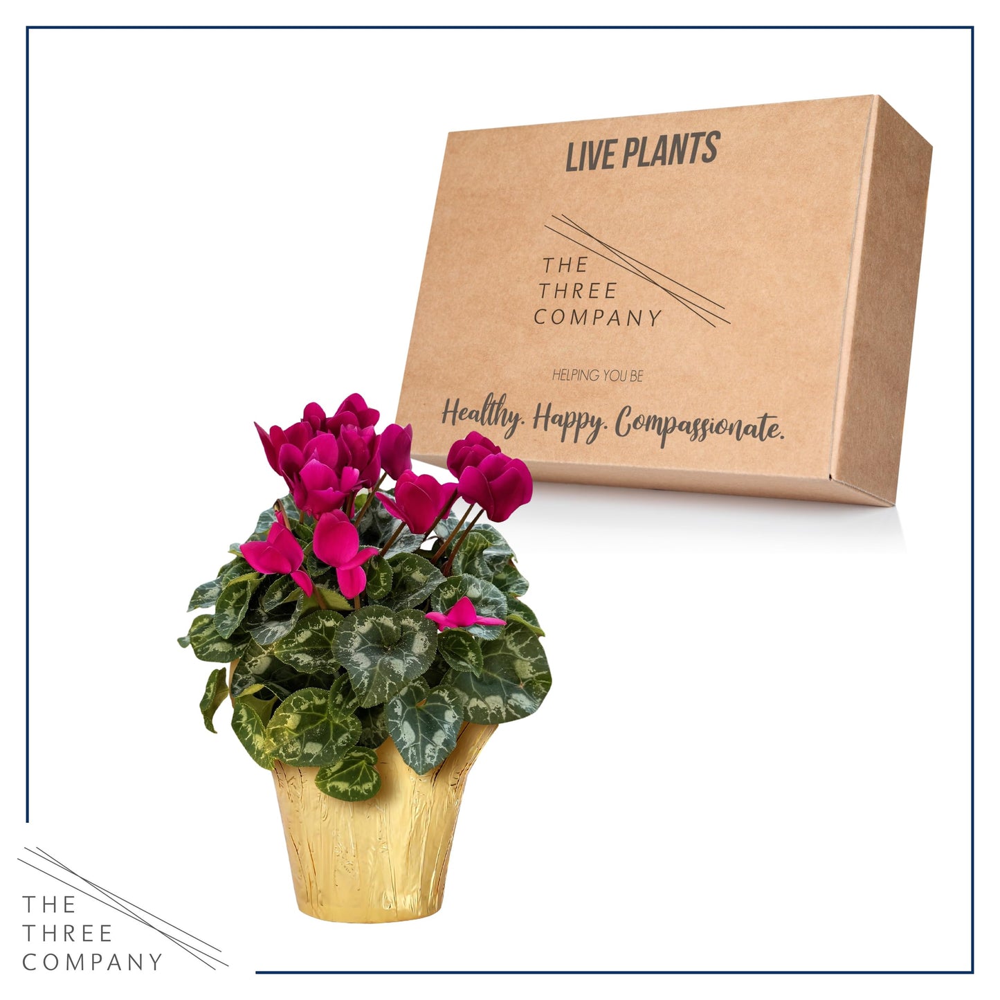 Live Flowering Cyclamen - Shades of Purple - Long Lasting Indoor Blooms - Beautiful Deco Cover - 12" Tall by 6" Wide in 1 Qt Pot