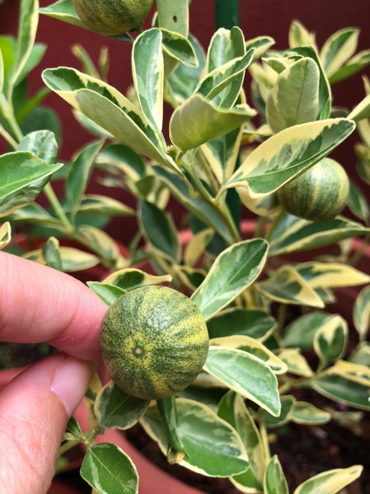 California only! Variegated Calamondin Calamansi Semi-Dwarf Tree, 24-36" Tall, grafted